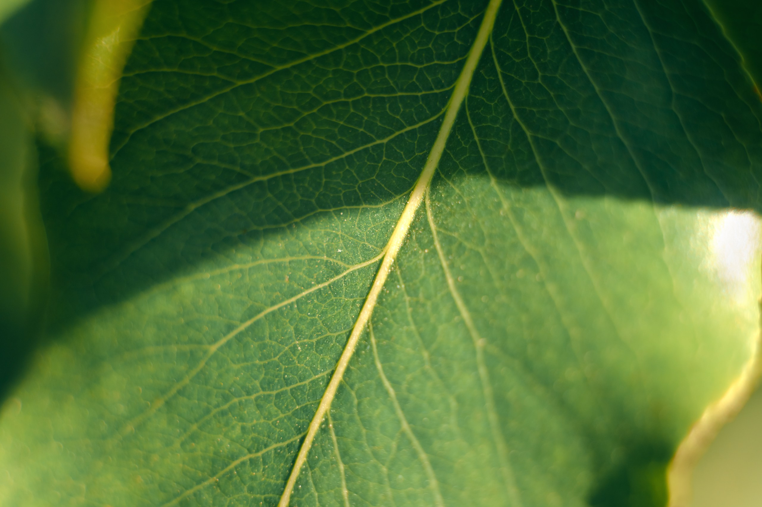 Невидимый спектр. Komonev