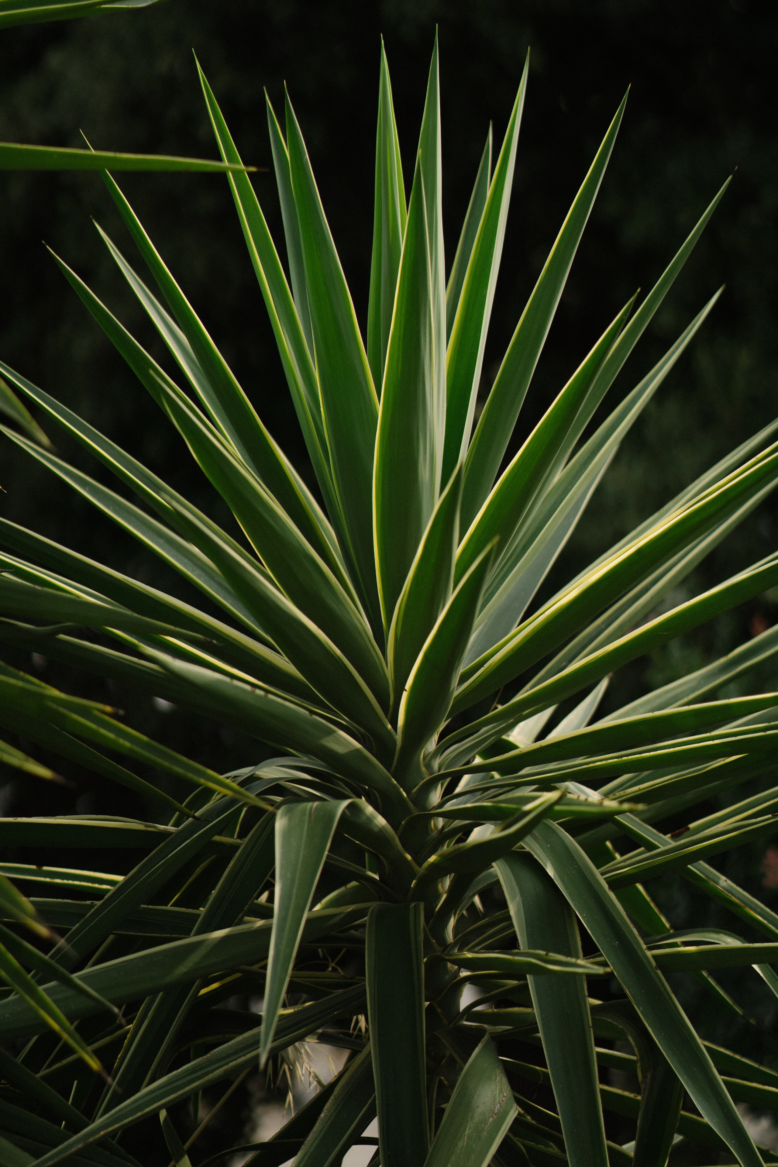 Андрей & Александра. Бодрум. Оформление свадеб, декор свадеб Вера Маркова, Москва