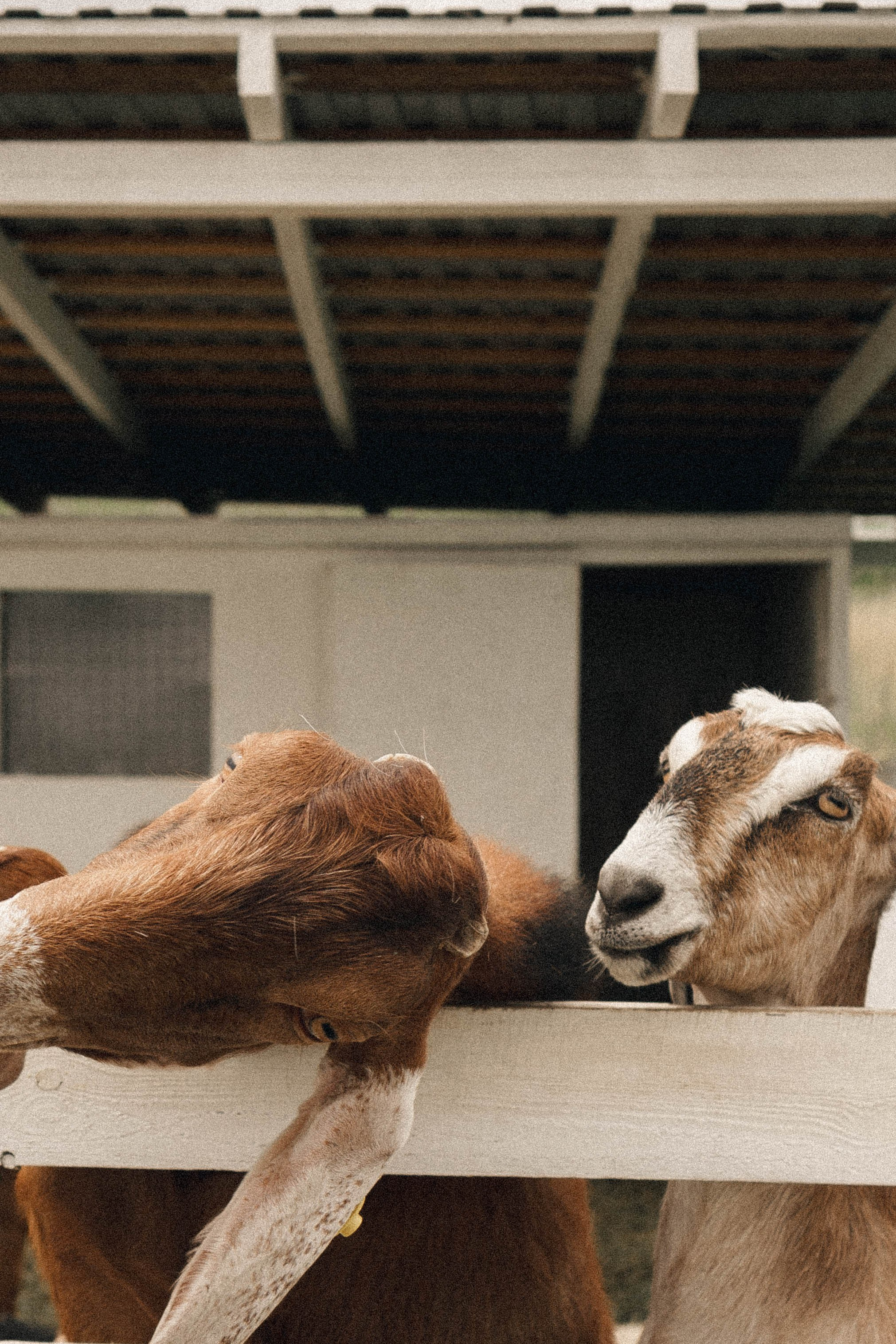 Ферма Альпак. Профессиональный фотограф, Санкт-Петербург — Виктория Богомолова