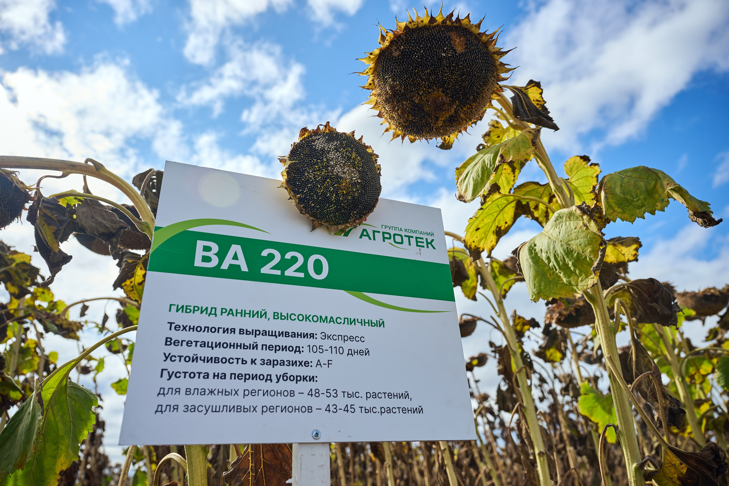 Самарский День поля 2025. Фотограф в Самаре