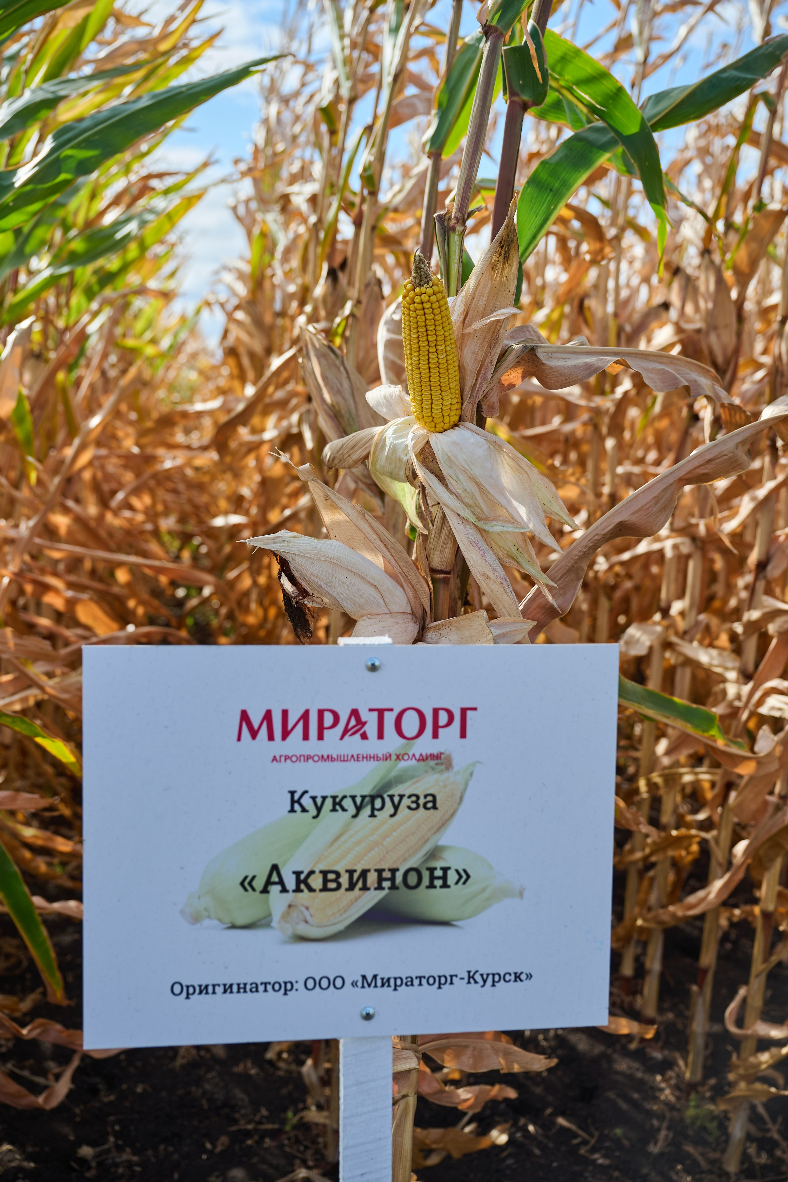 Самарский День поля 2025. Фотограф в Самаре