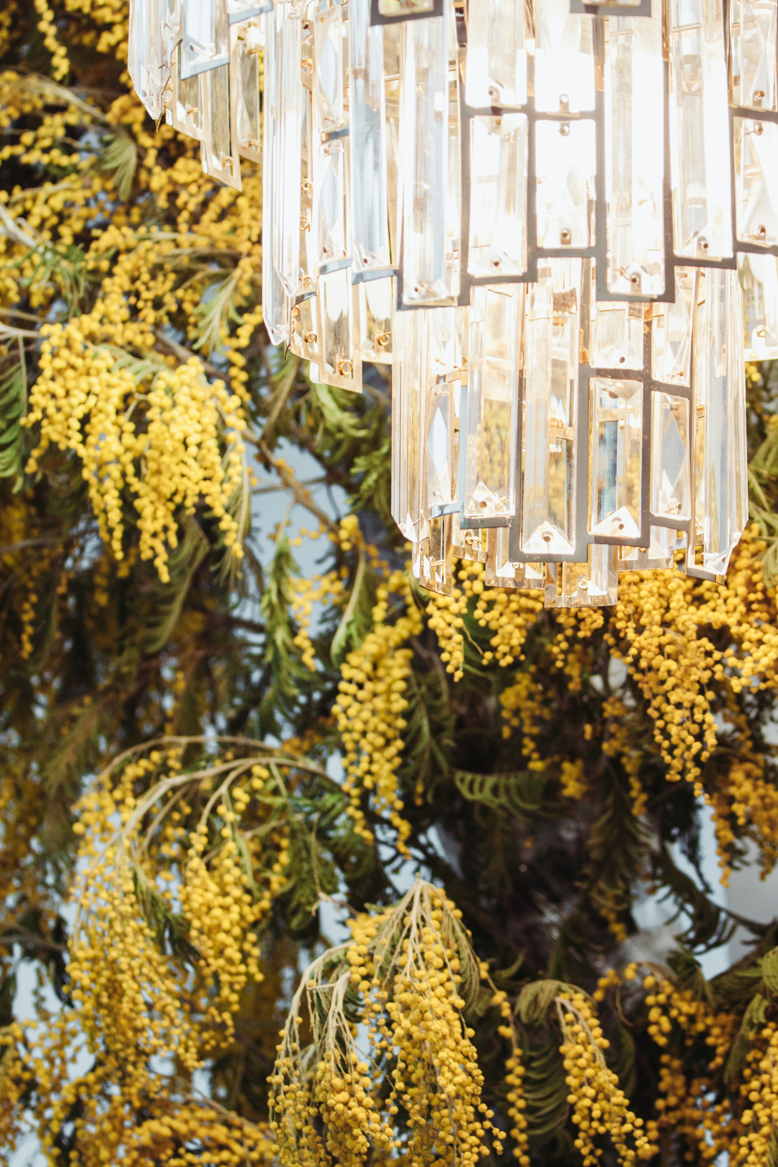 Mimosas. Дария Галямова — фотограф: открытый, творческий, коммерческий