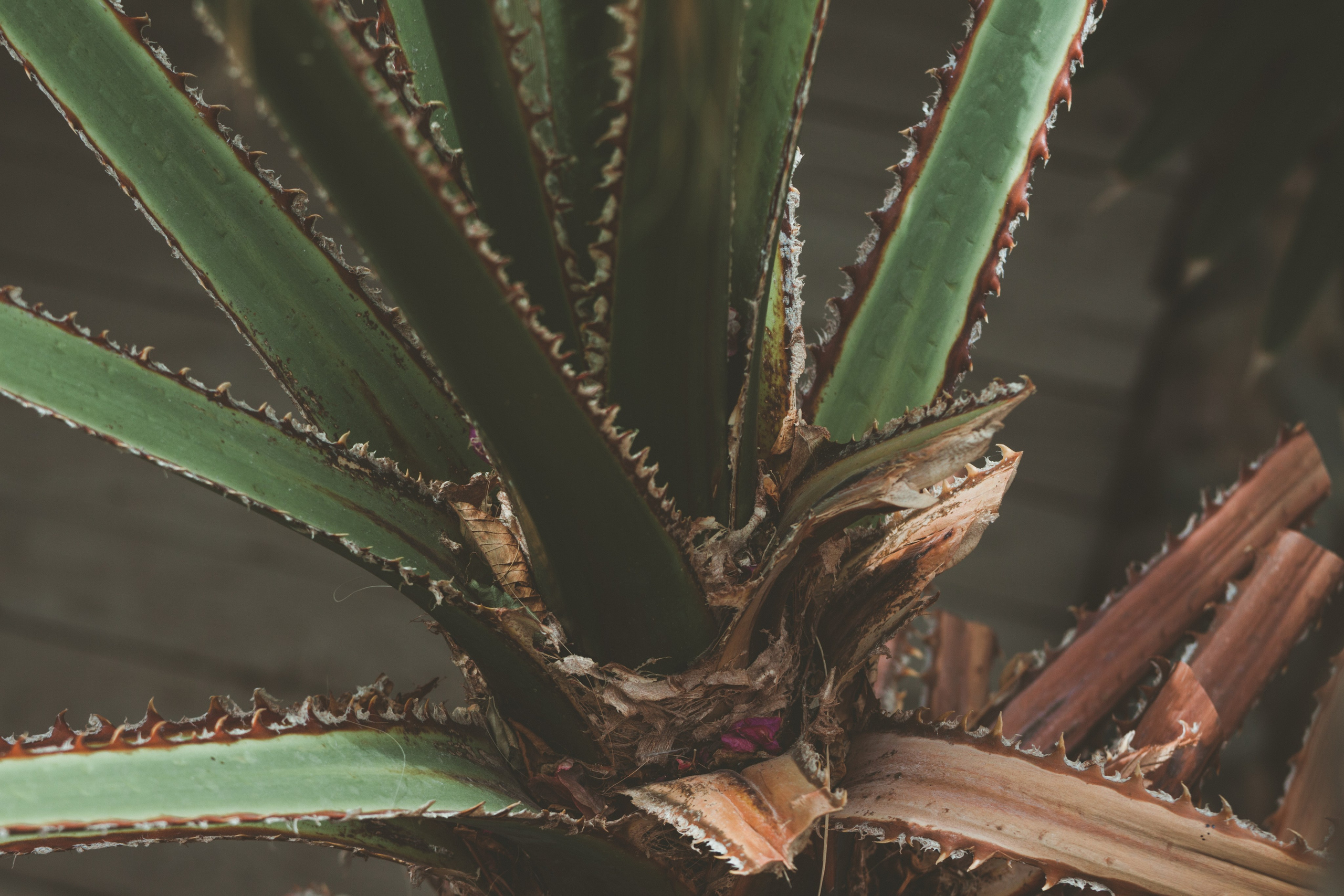 DAHABibi. Дария Галямова — фотограф: открытый, творческий, коммерческий