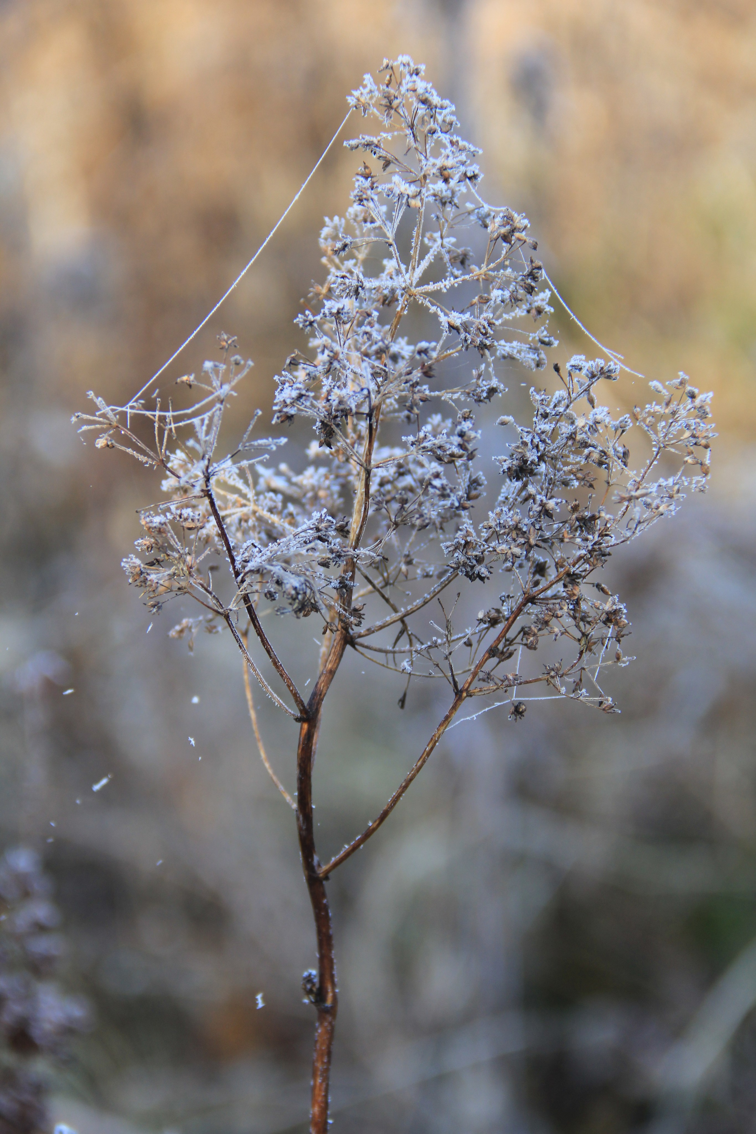 Пища для глаз. Ваш фотограф Северск | Томск