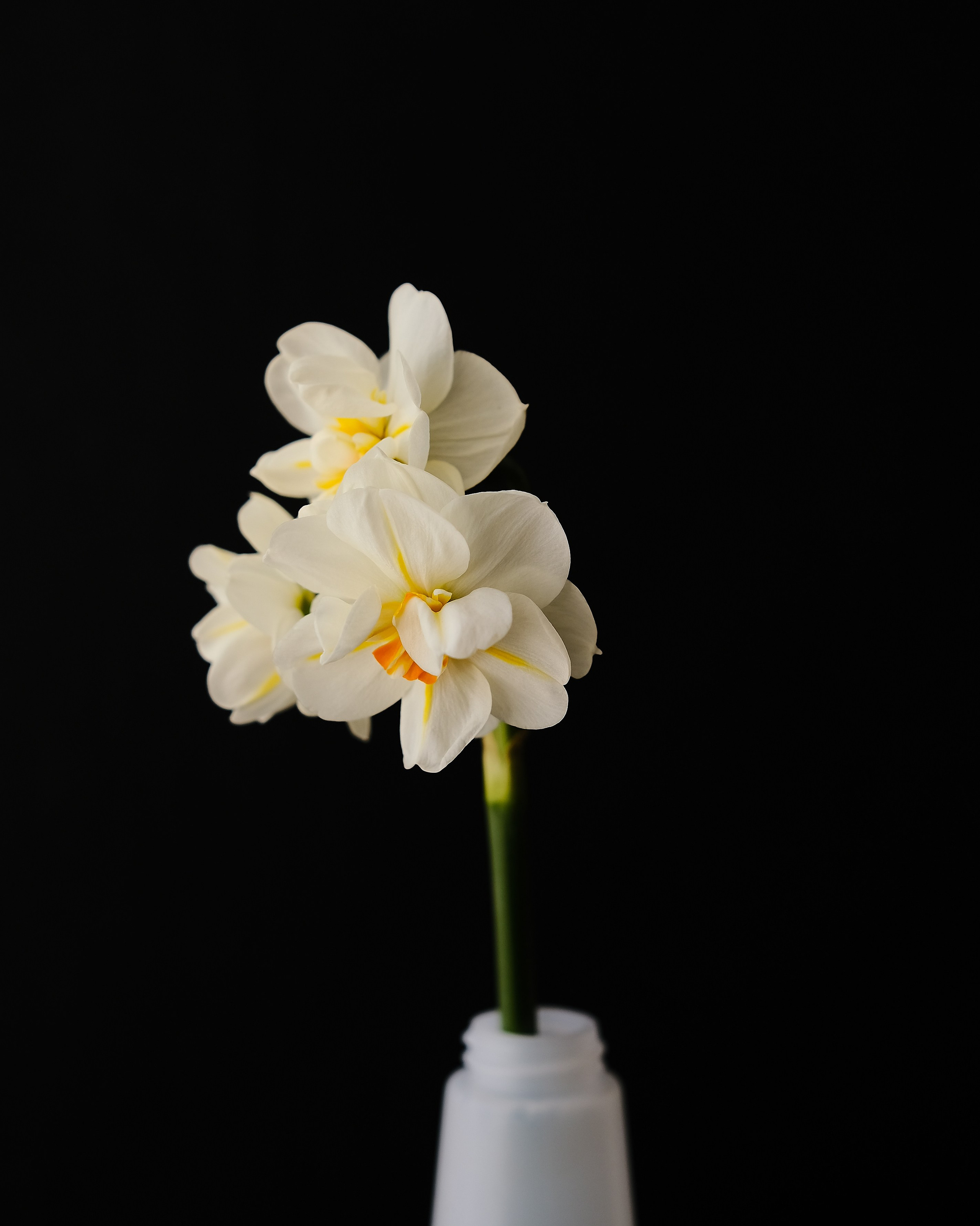 Творчество. Портретный и репортажный фотограф в Санкт-Петербурге Дарья Сибирякова