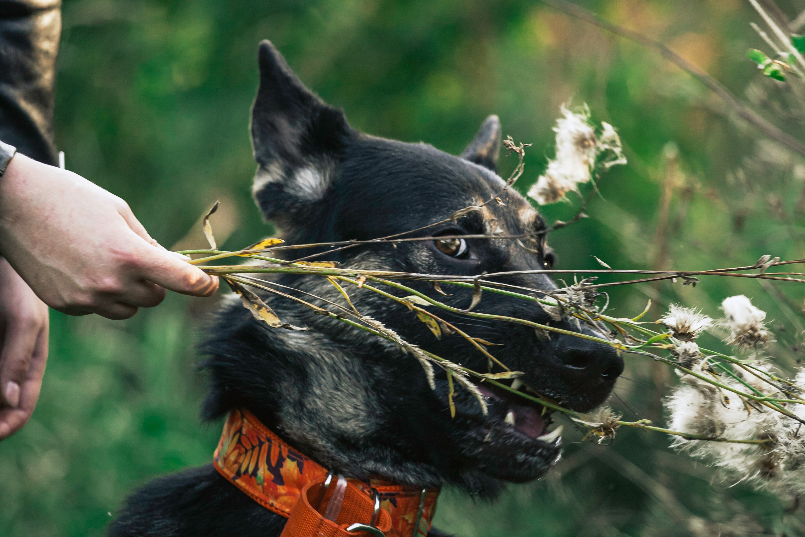 Илай. Фотограф-анималист Татьяна Степанова