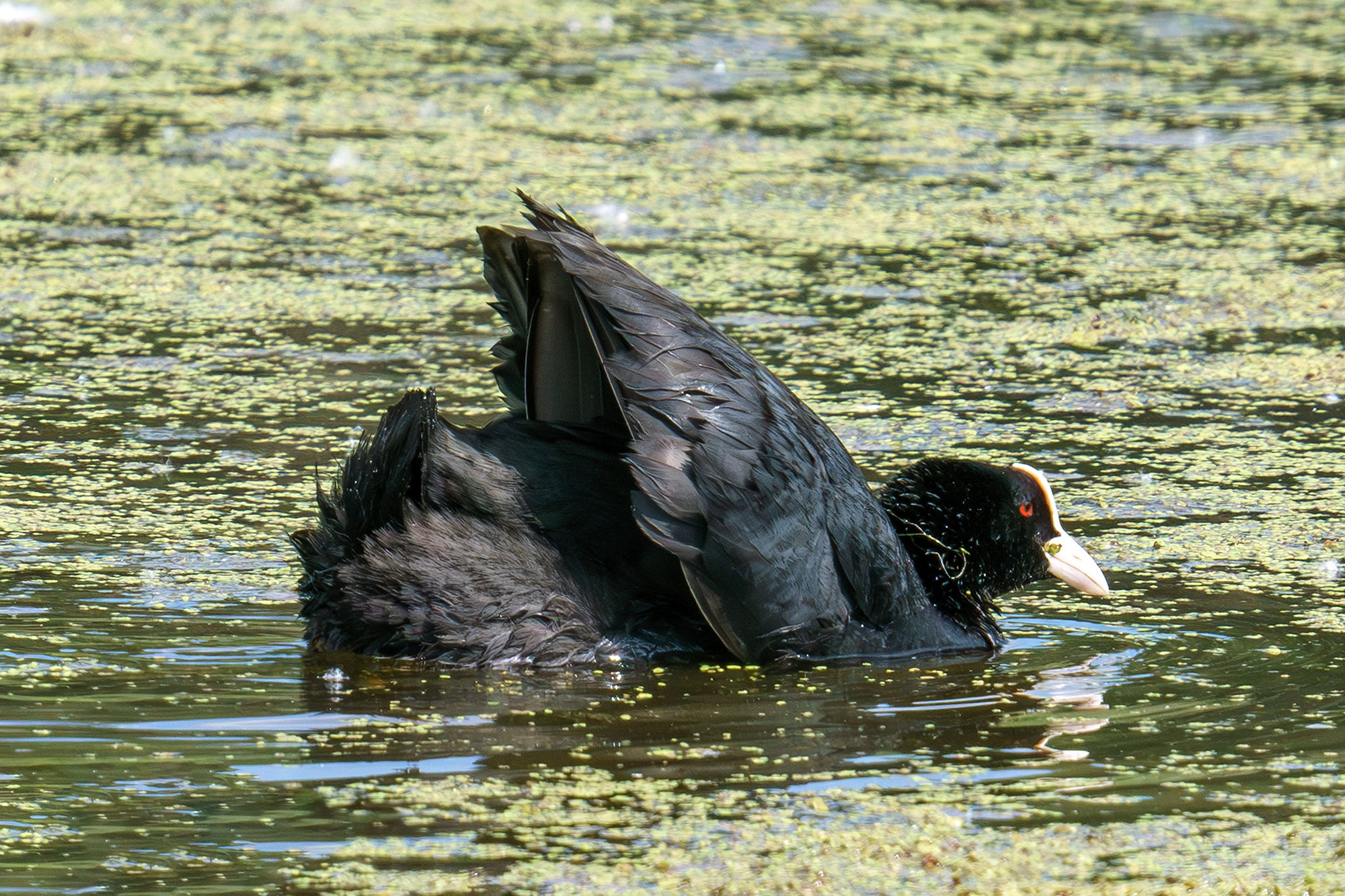 Удивительные мир птиц. Вокруг нас столько прекрасного — присмотритесь!. Ваш личный фотограф Марина Волкова