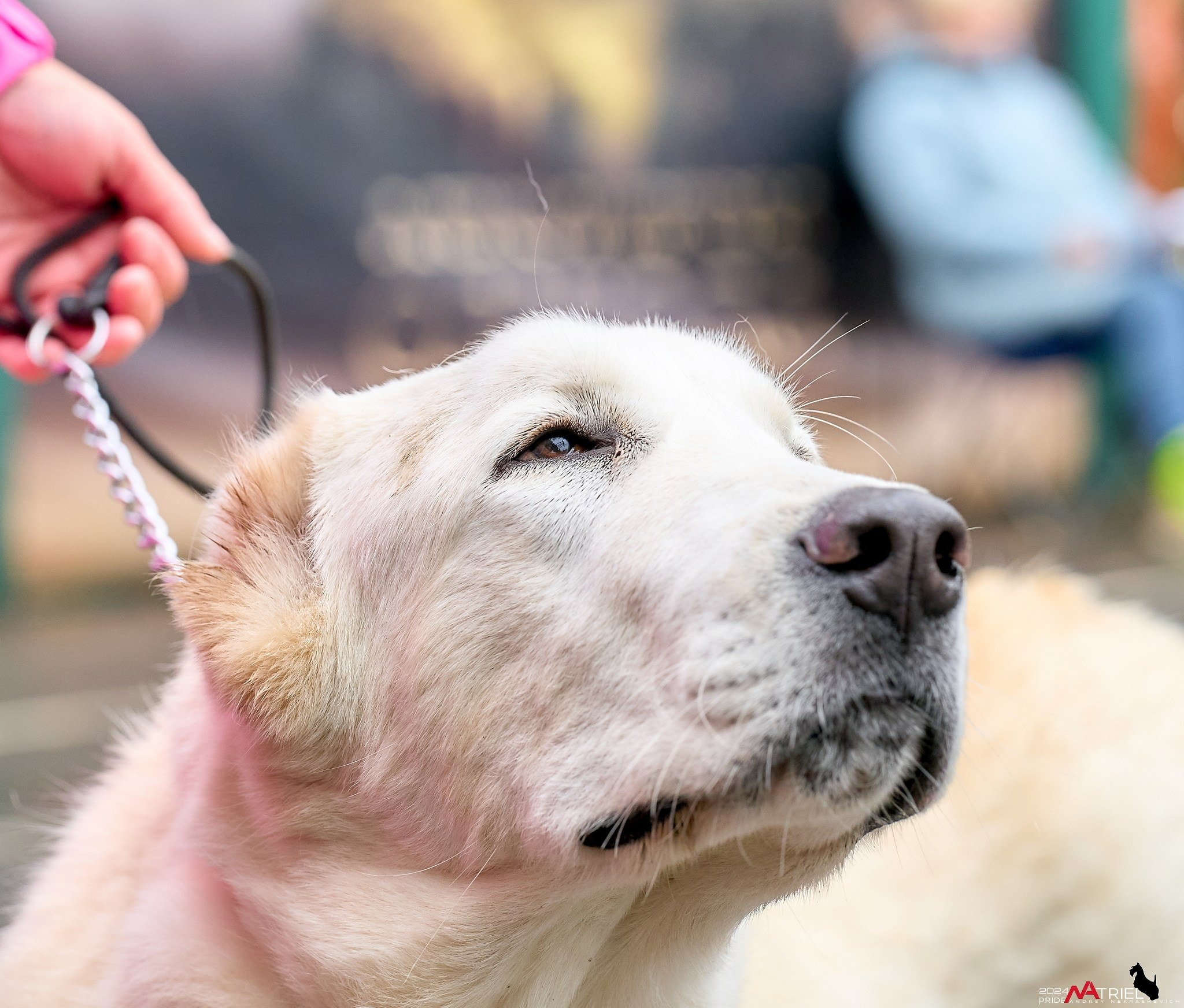 Съемка на выставке САО в Александров