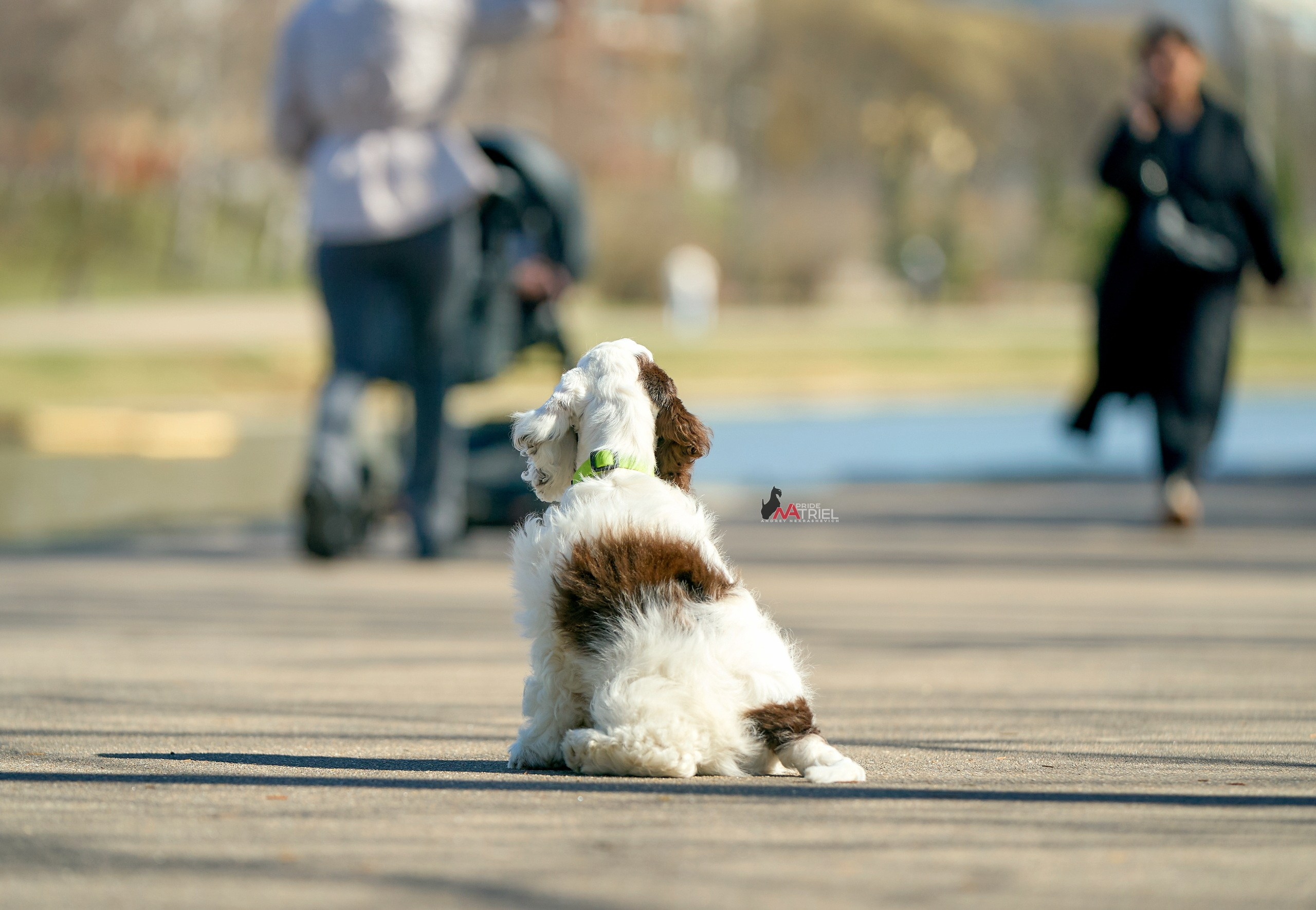 Прогулка со щенком