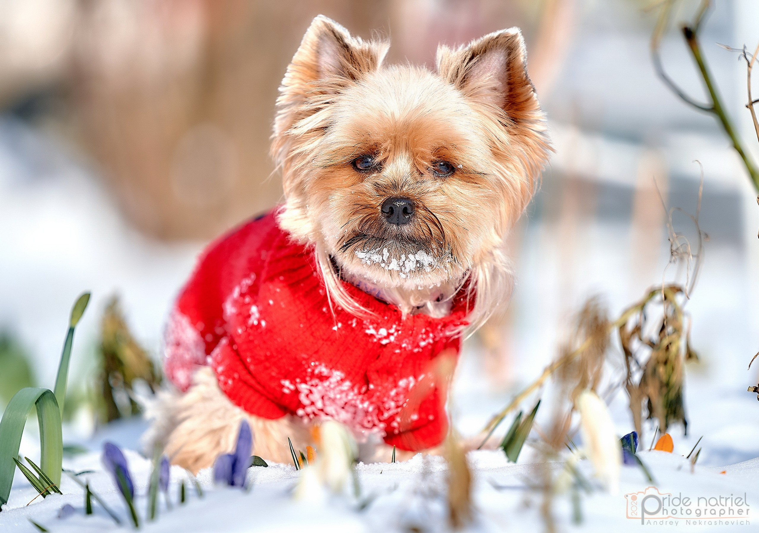 Йоркширский терьер Циля