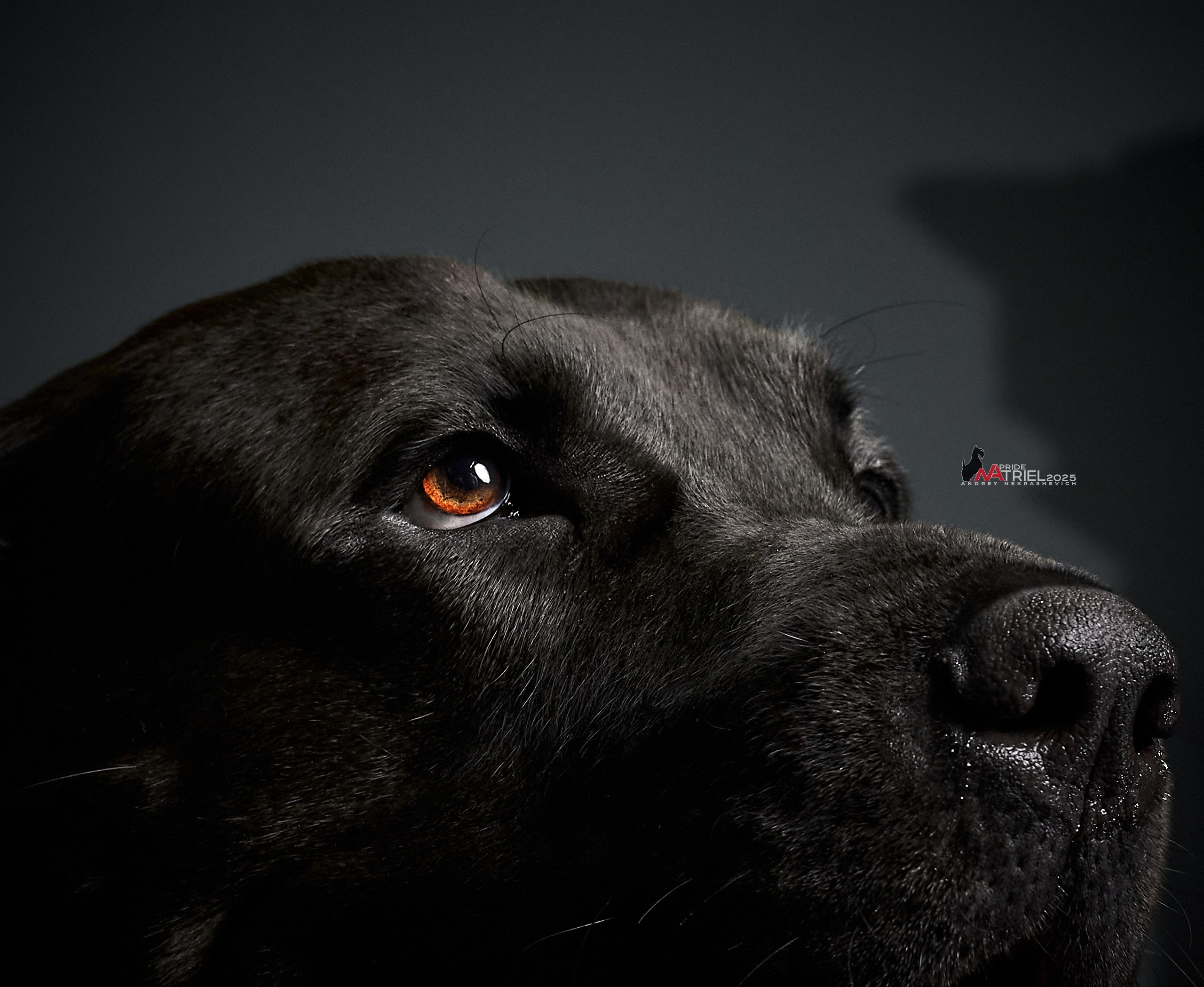 Съемка алабая в студии