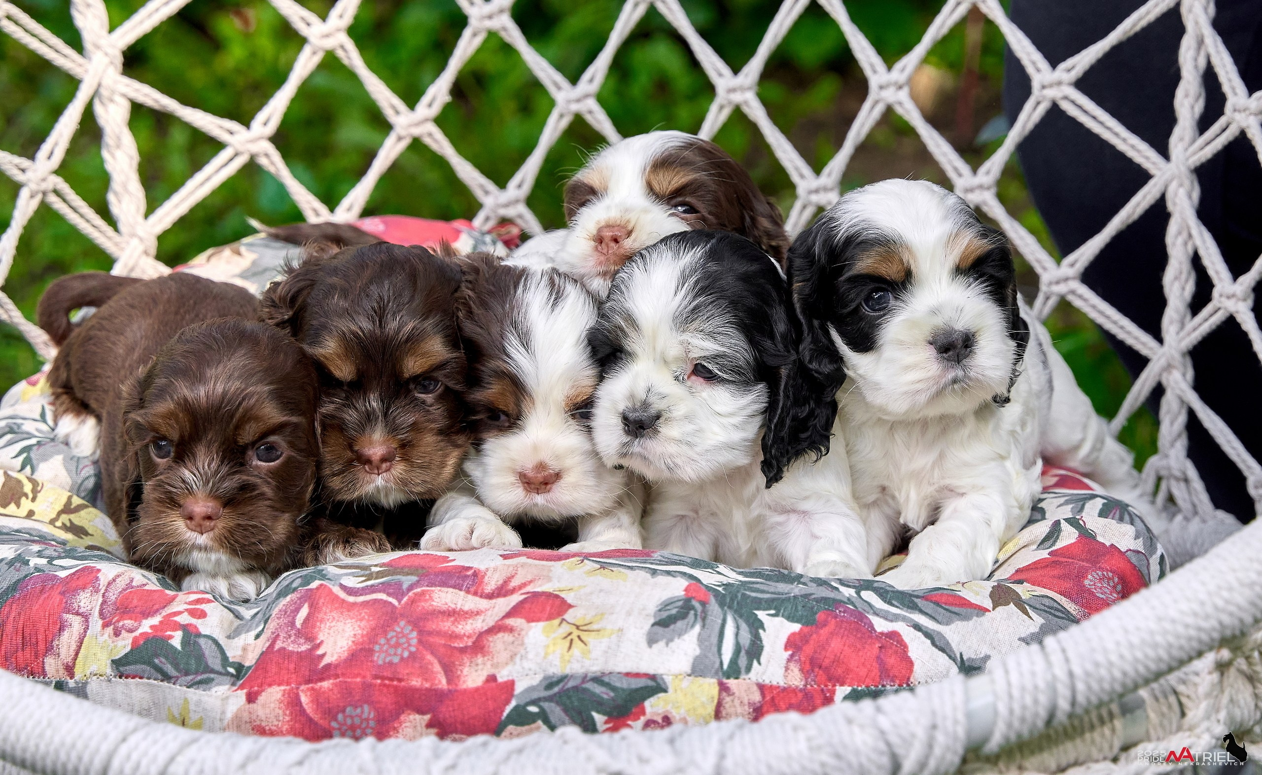 Щенки АмКокеров