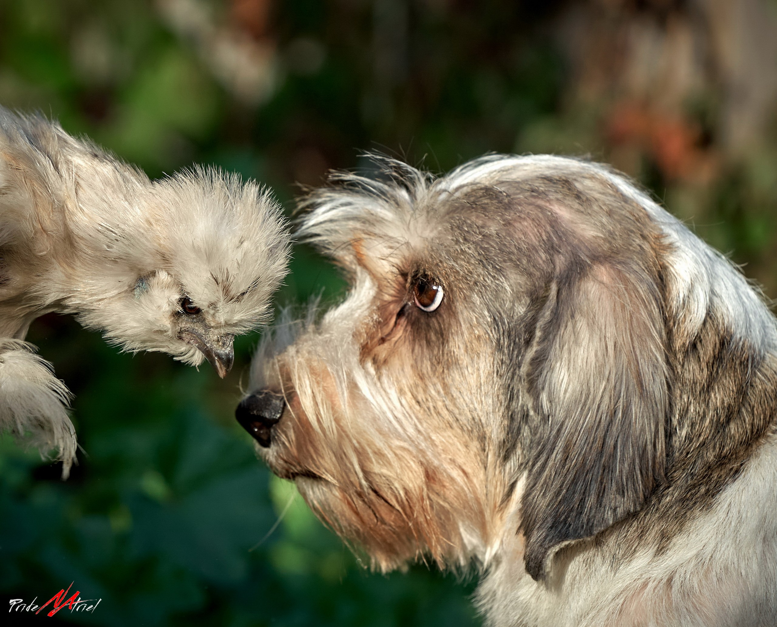 Портреты собак — галерея NATRIEL
