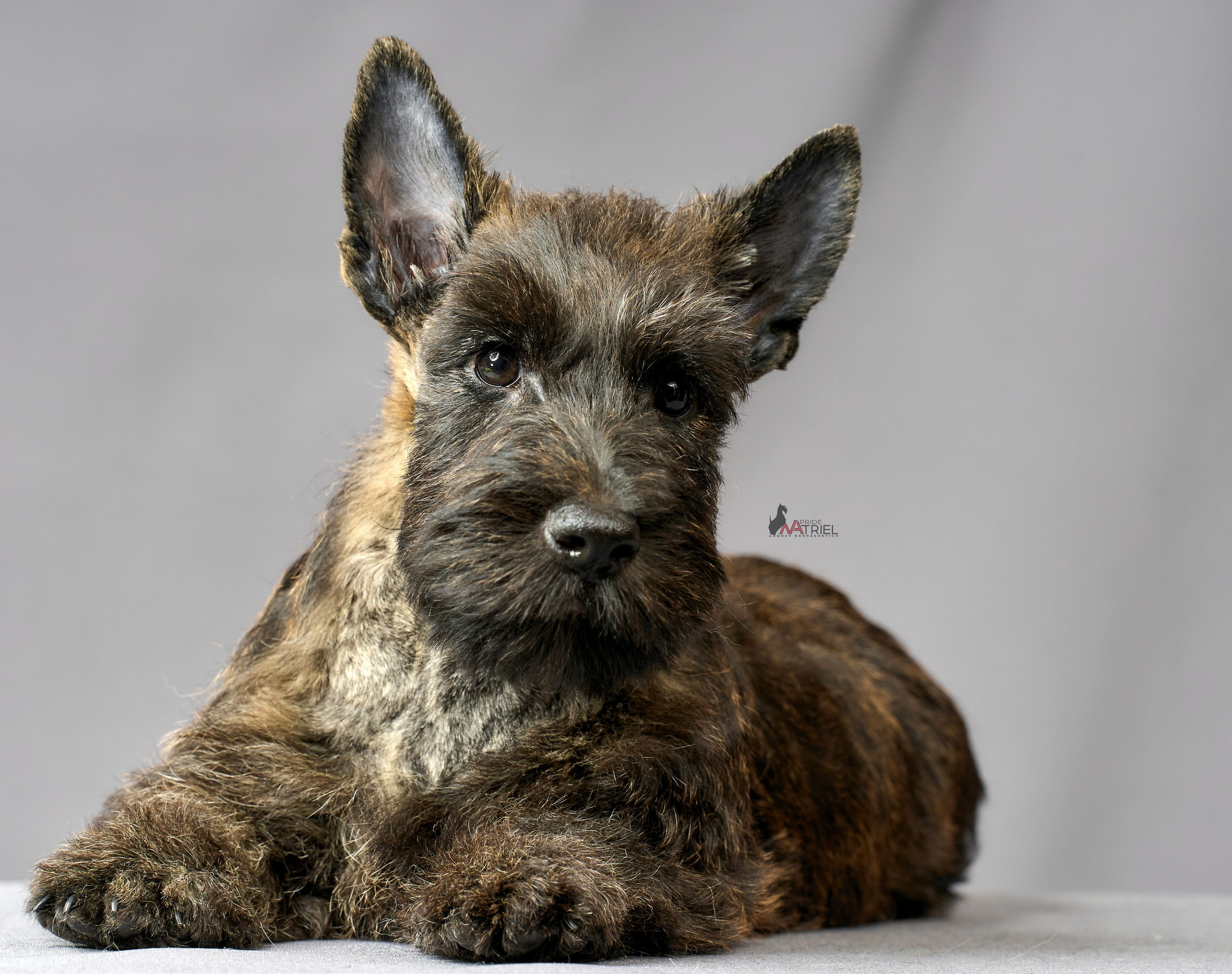 Съемка щенков скотч-терьеров