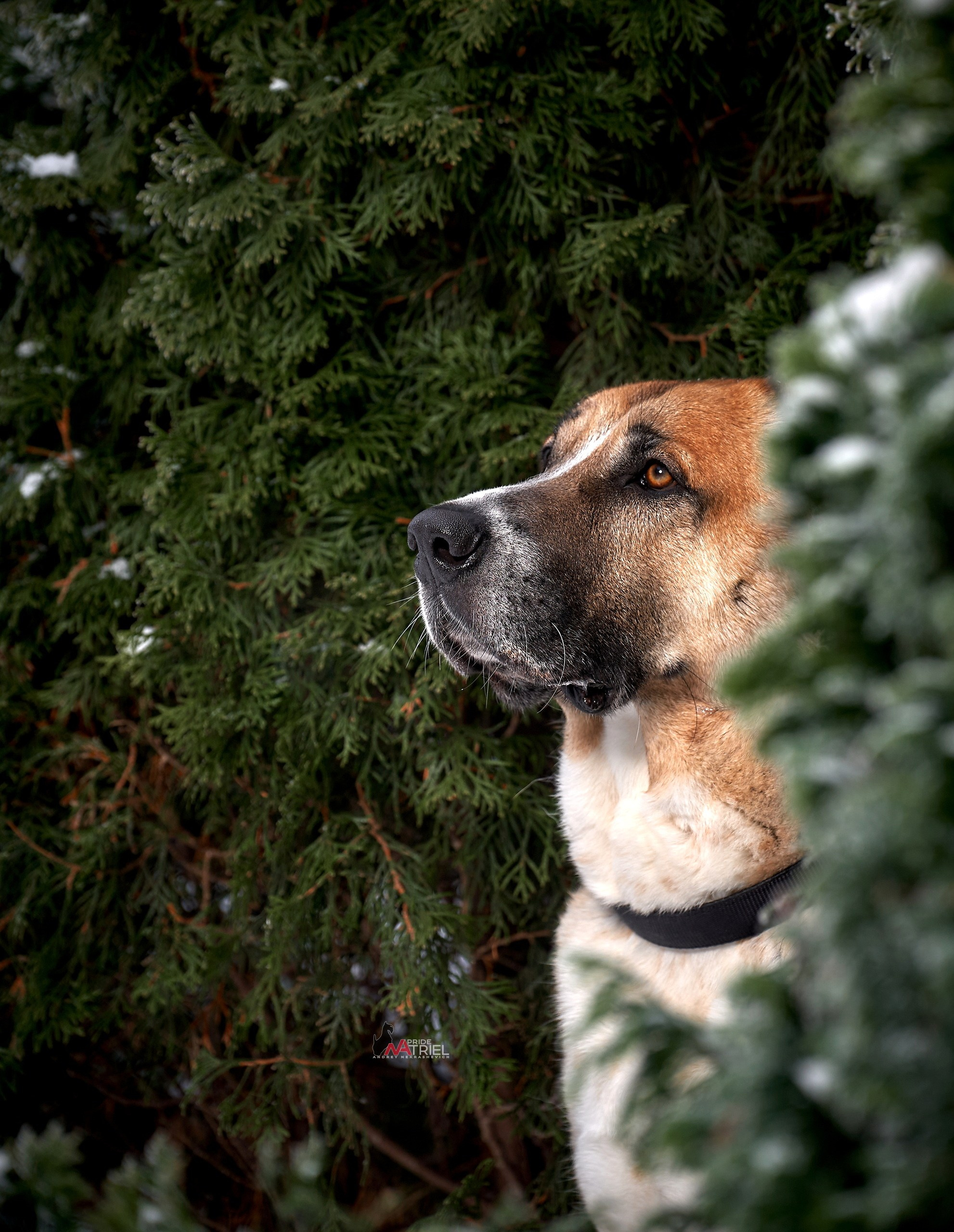 Портреты собак — галерея NATRIEL