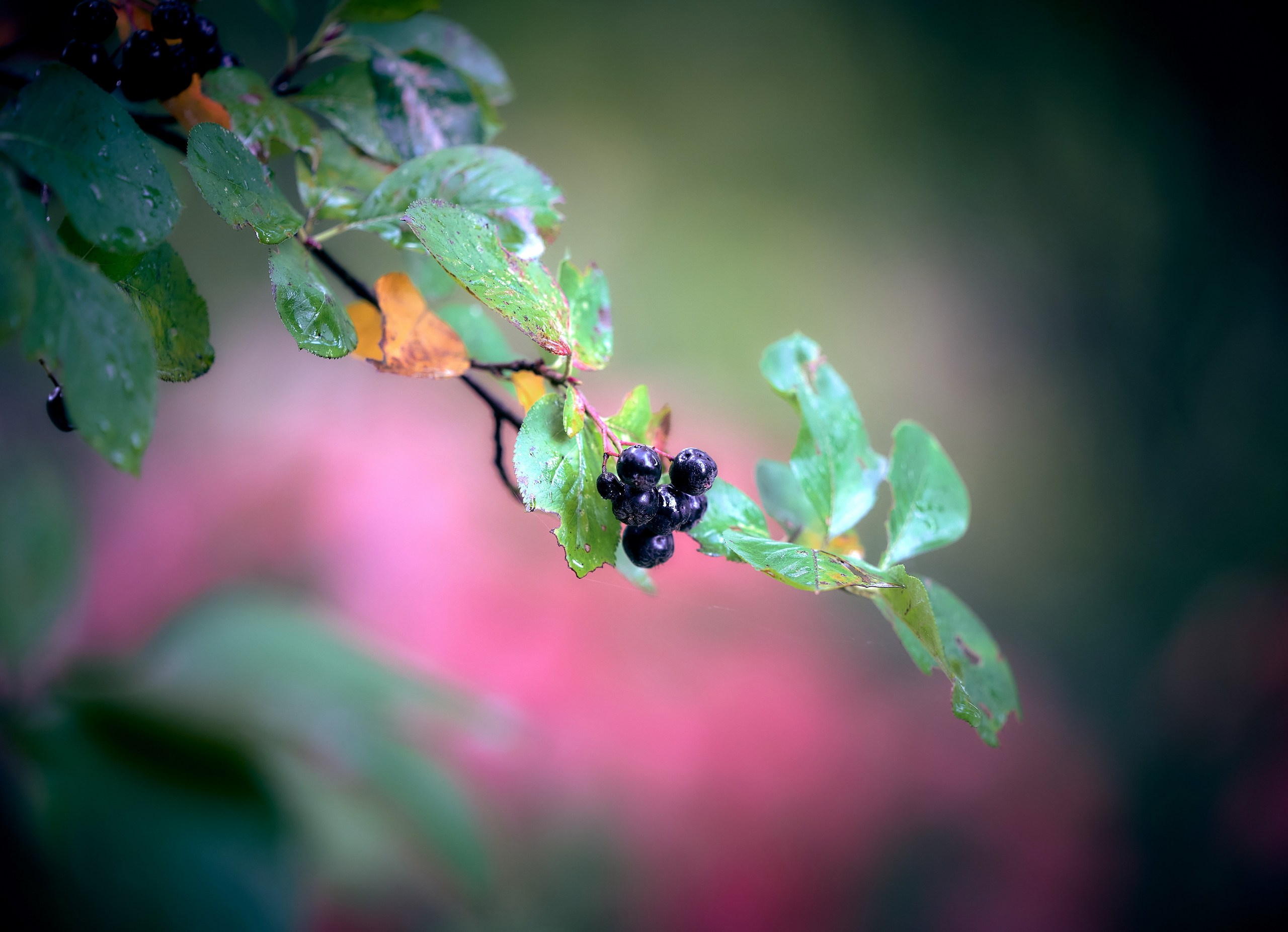 Лютики-цветочки — галерея NATRIEL