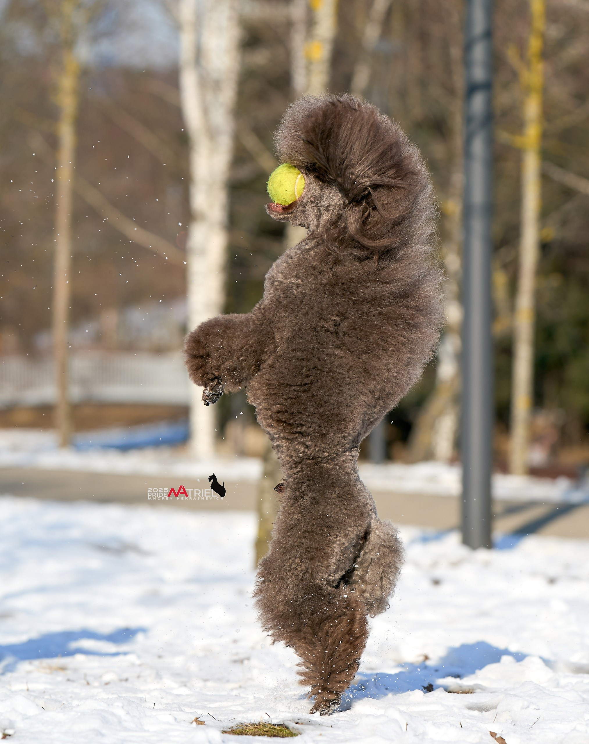 Фотопрогулка с пуделем