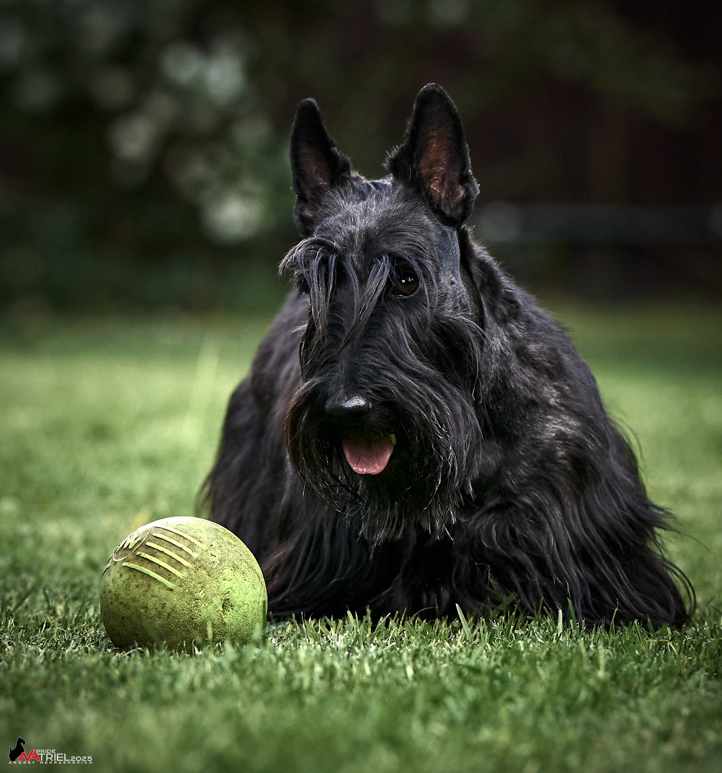 Алабаи и скотч-терьеры в питомнике у Ольги