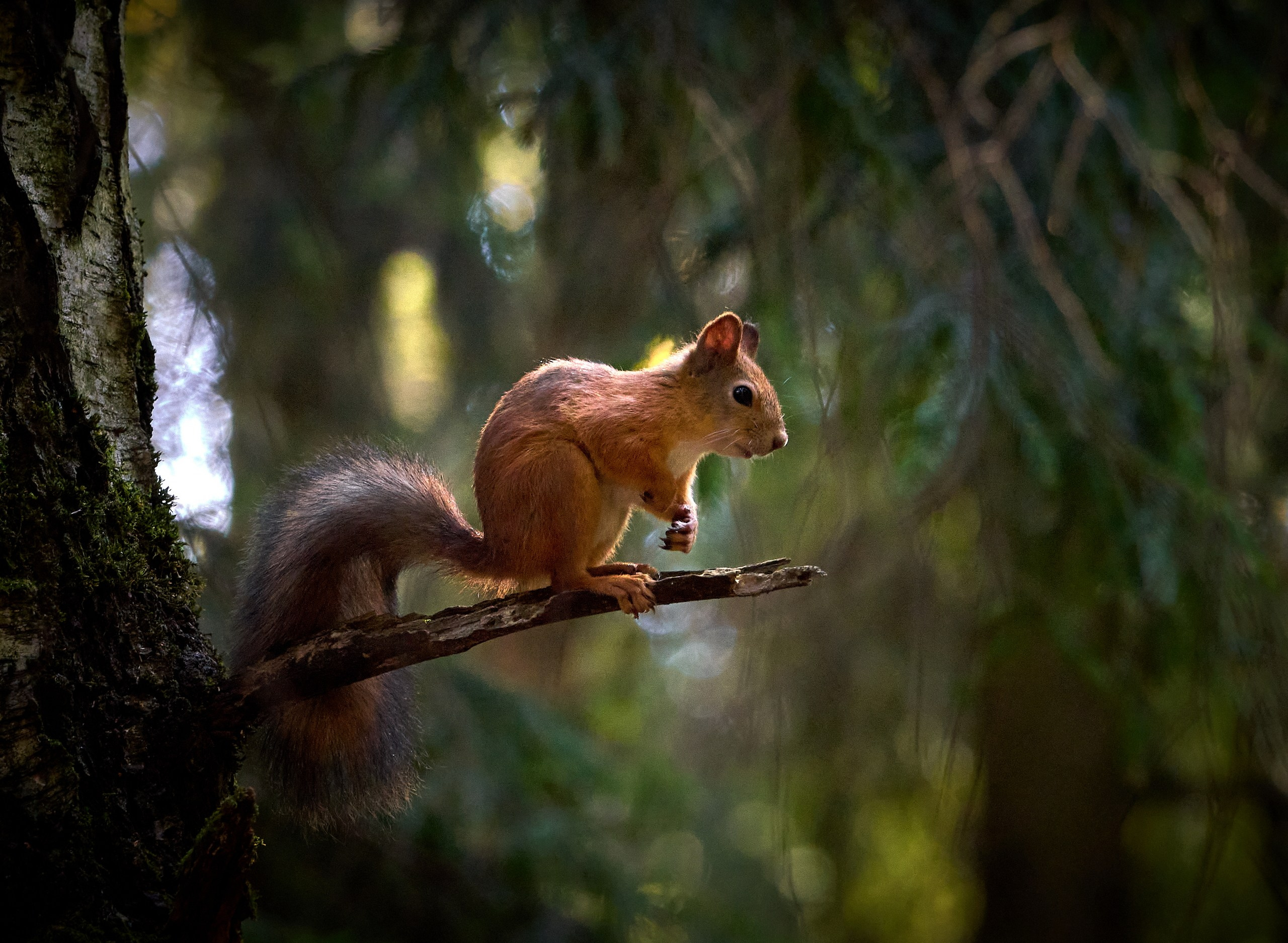 Животные — галерея NATRIEL