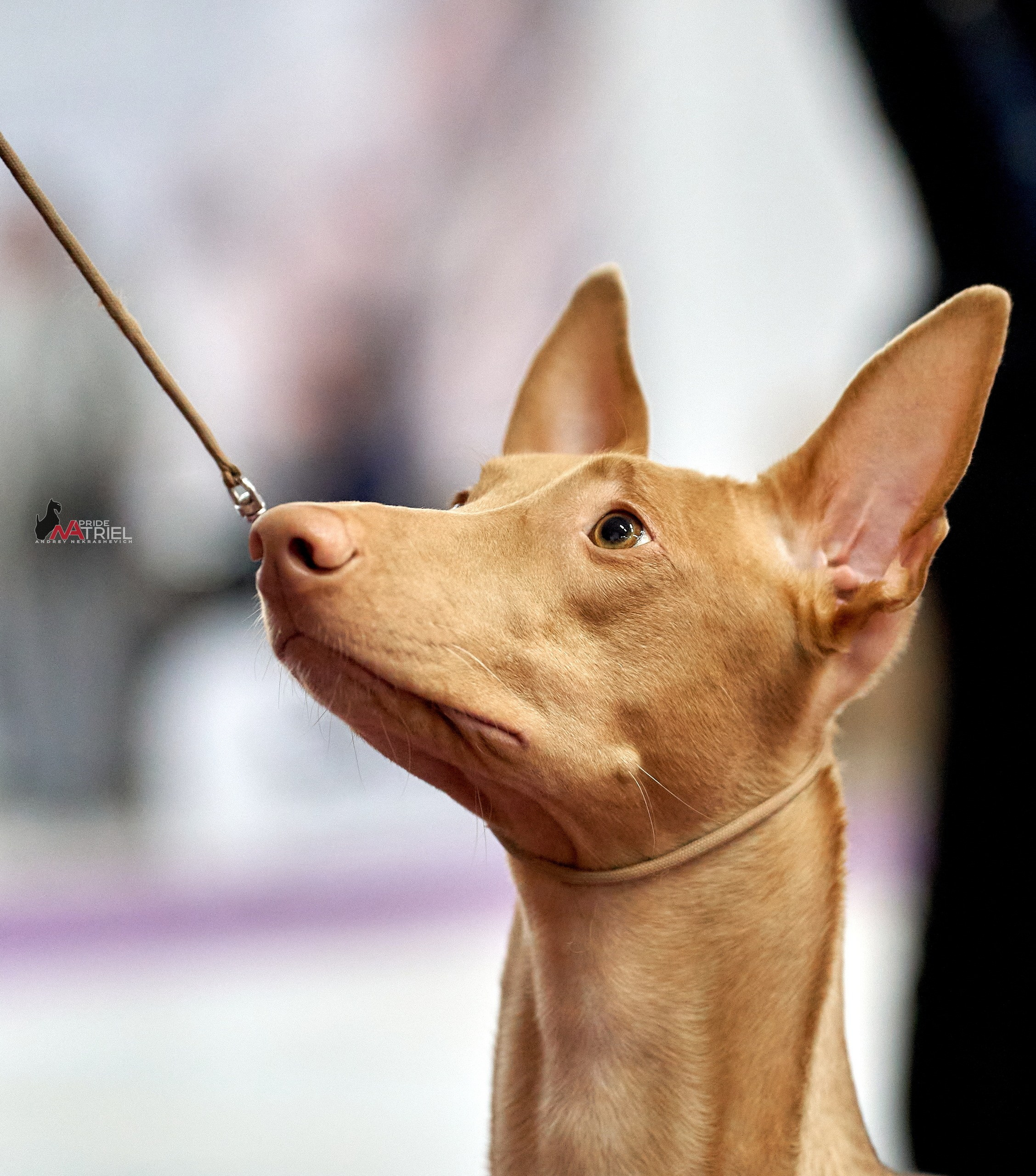 Портреты собак — галерея NATRIEL