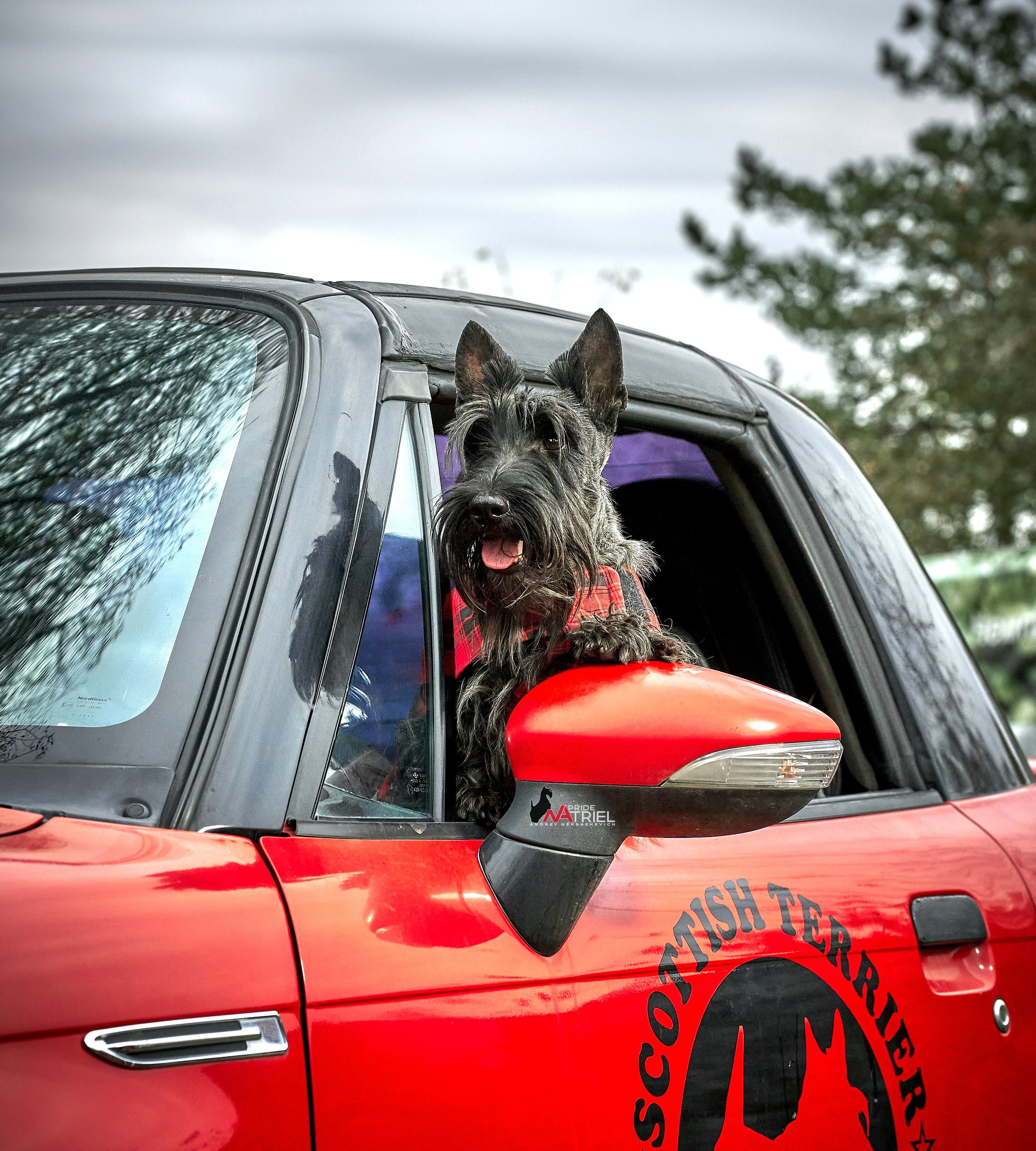 Портреты собак — галерея NATRIEL