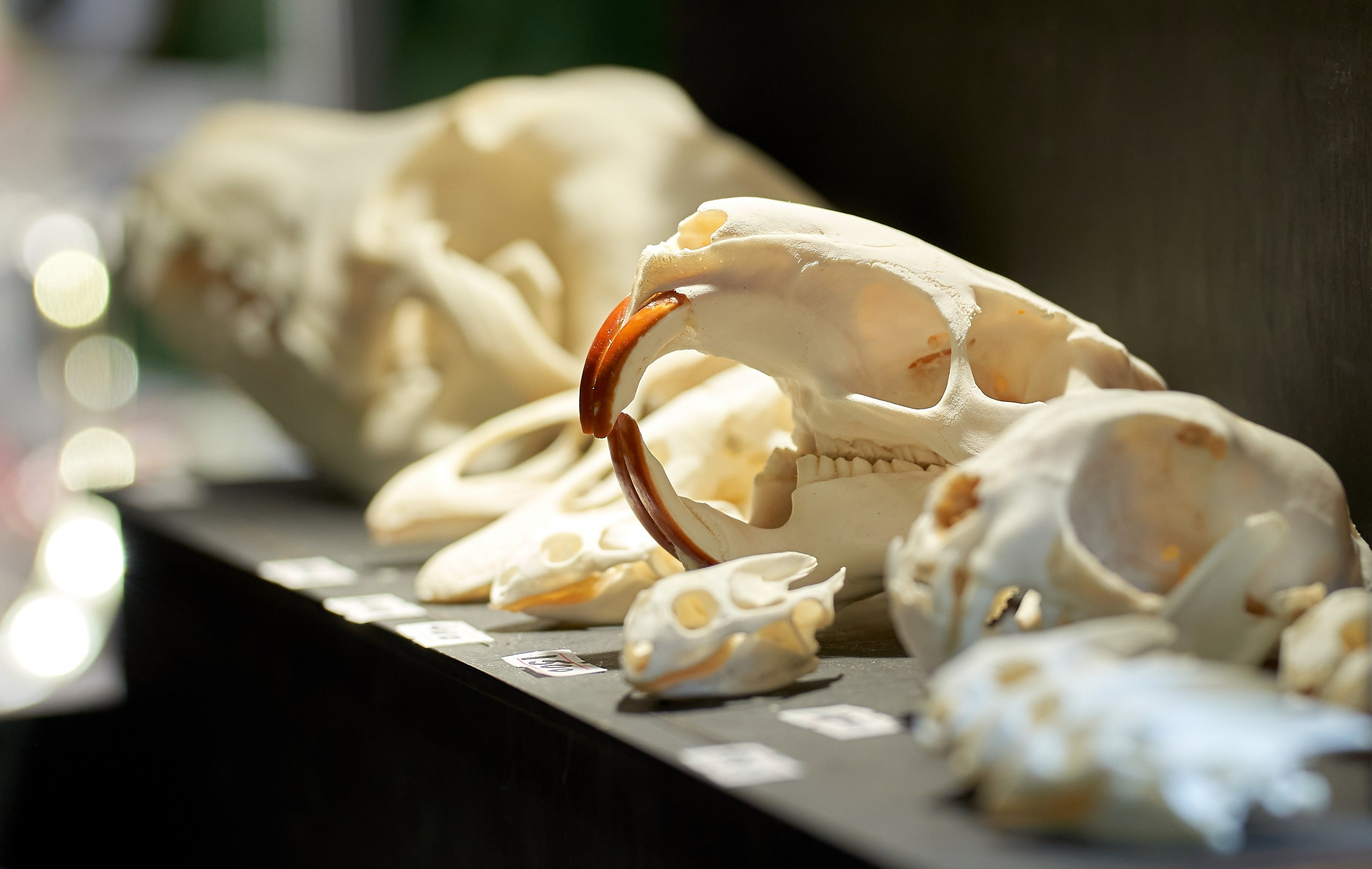 Рептилии — галерея NATRIEL