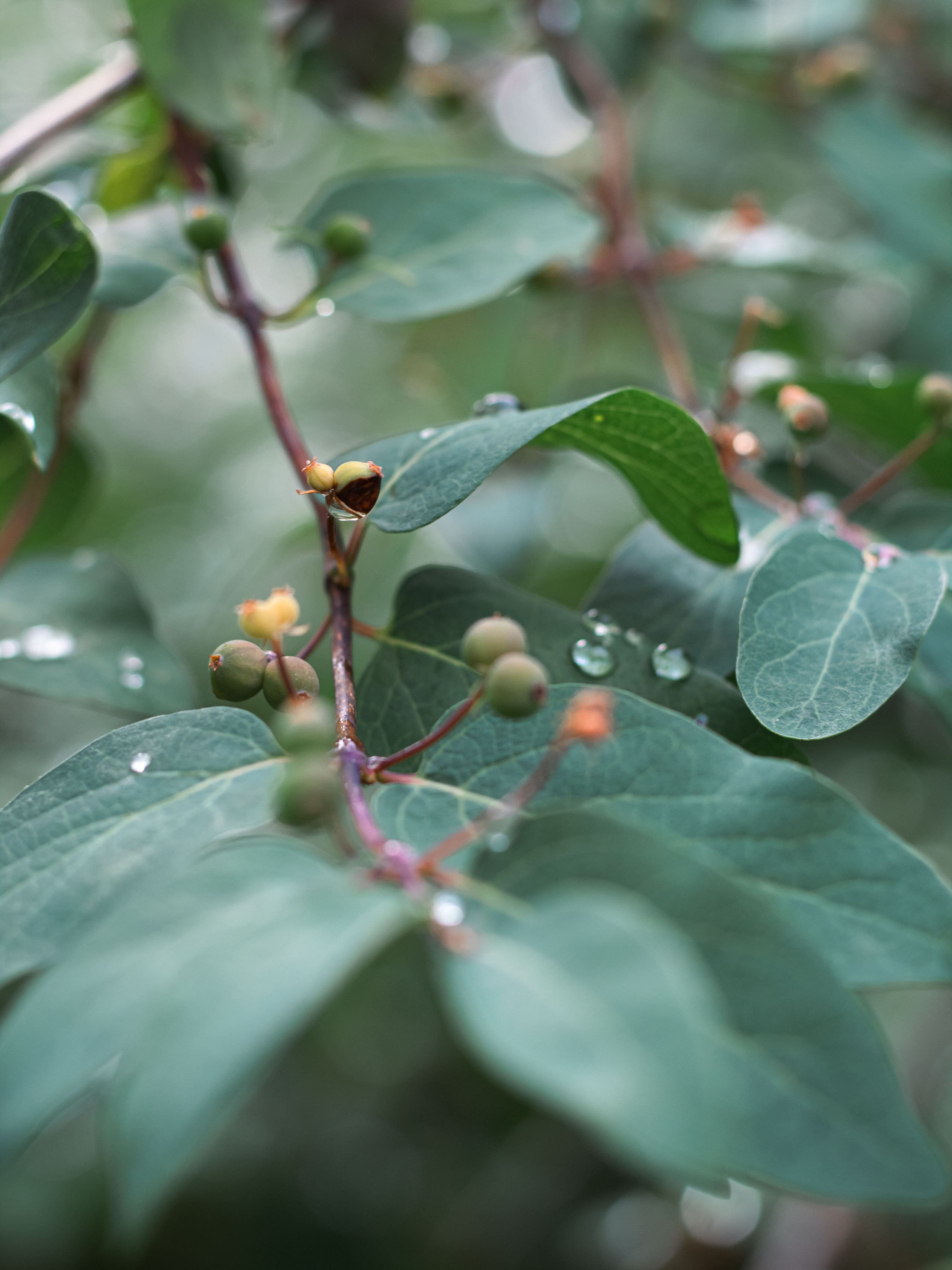 После дождя. Dmitriy [KCCC] is a pretty cool photographer