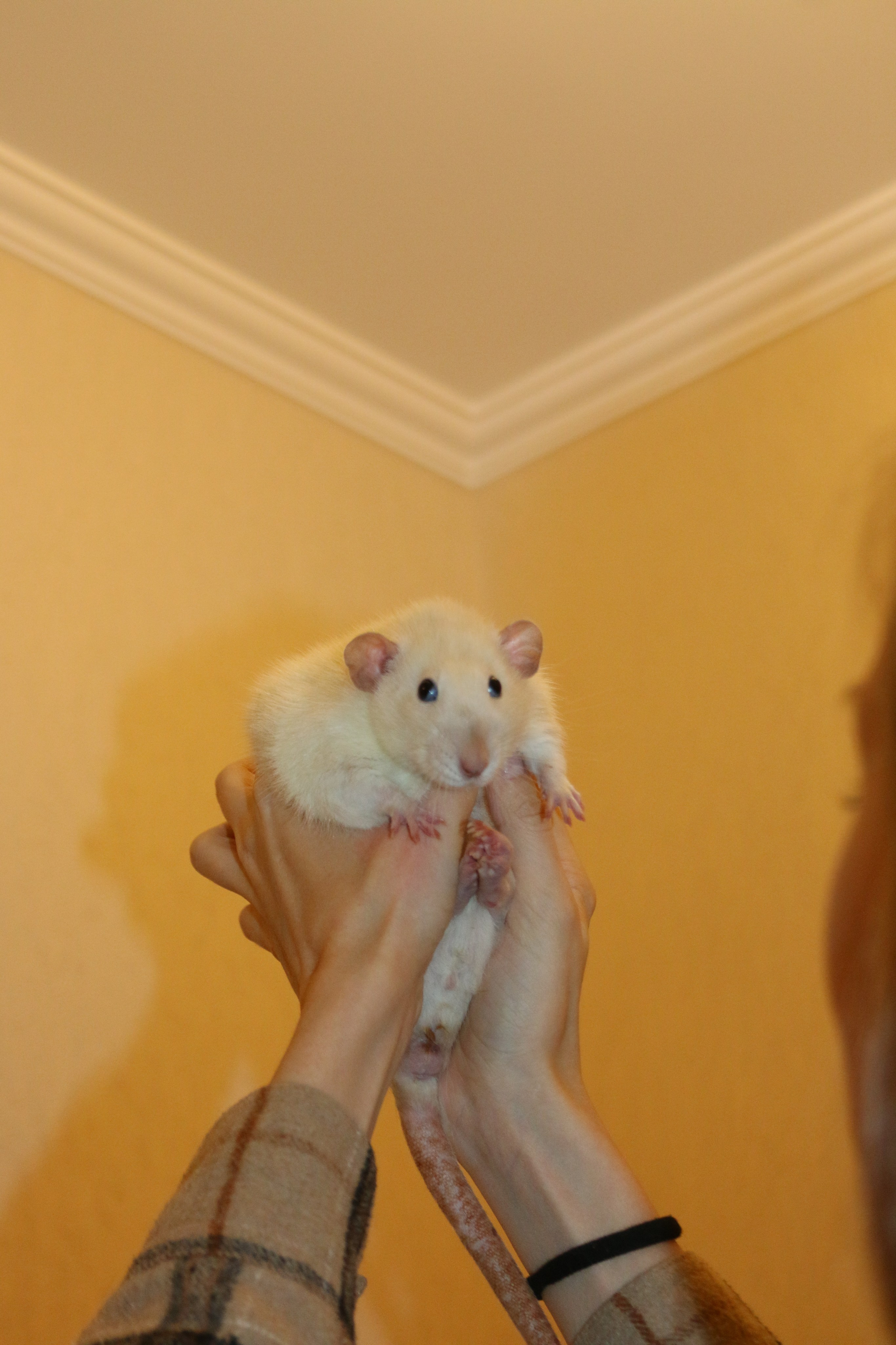 Съемка с питомцем