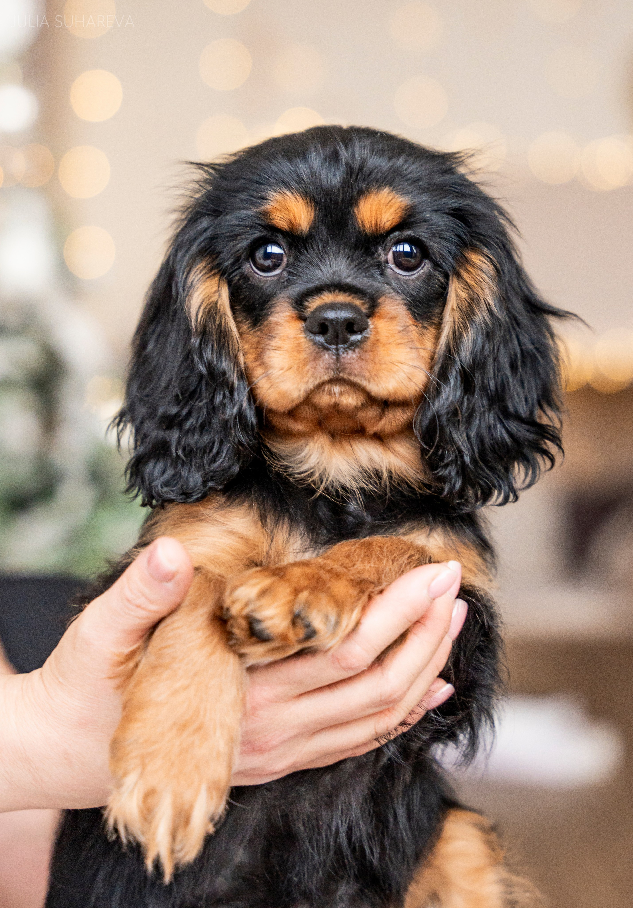 Щенки Кавалер кинг-чарльз-спаниель (Новый год). Главная