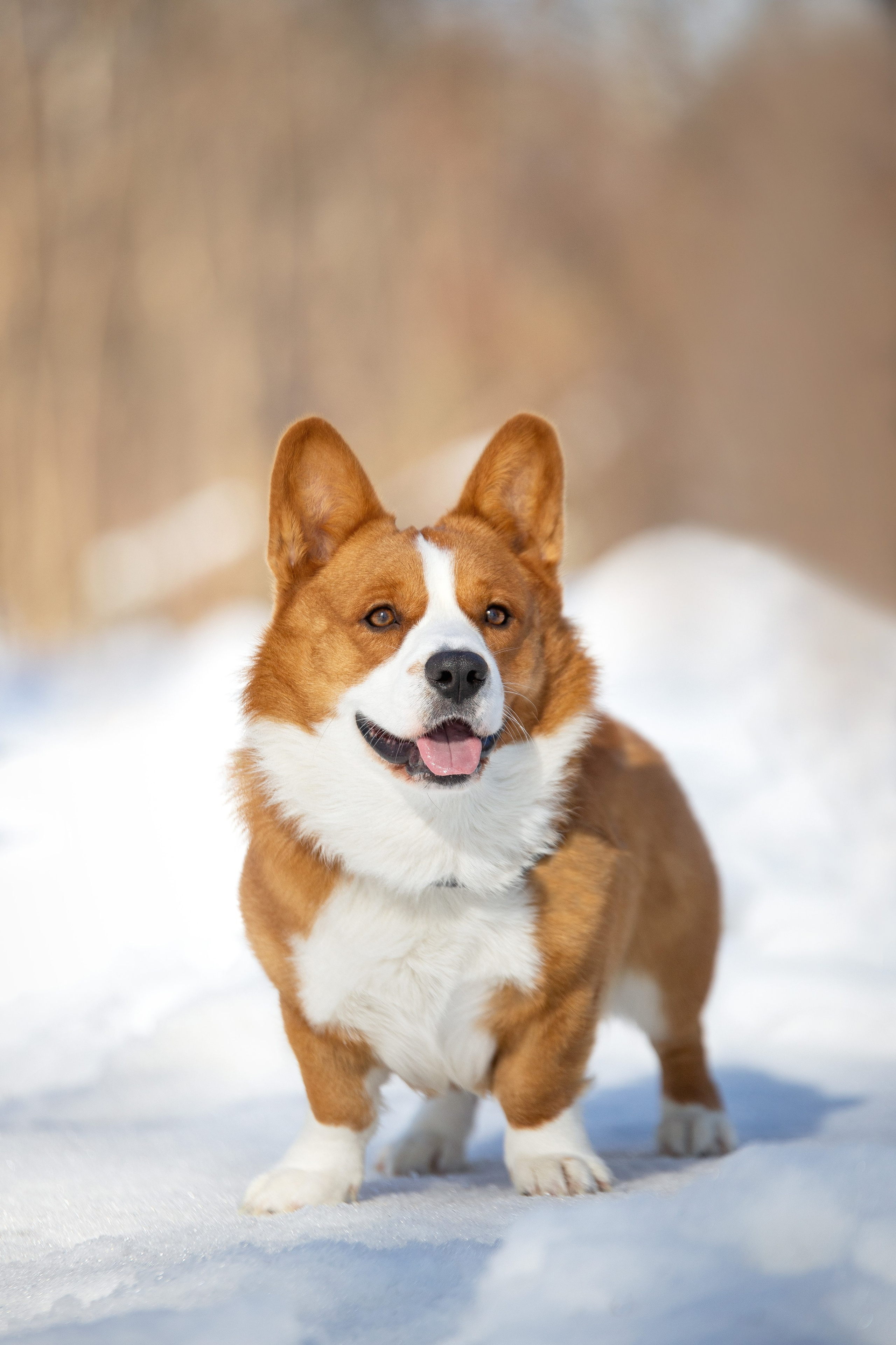 Лакки. Юлия Микульская. Рыбинск