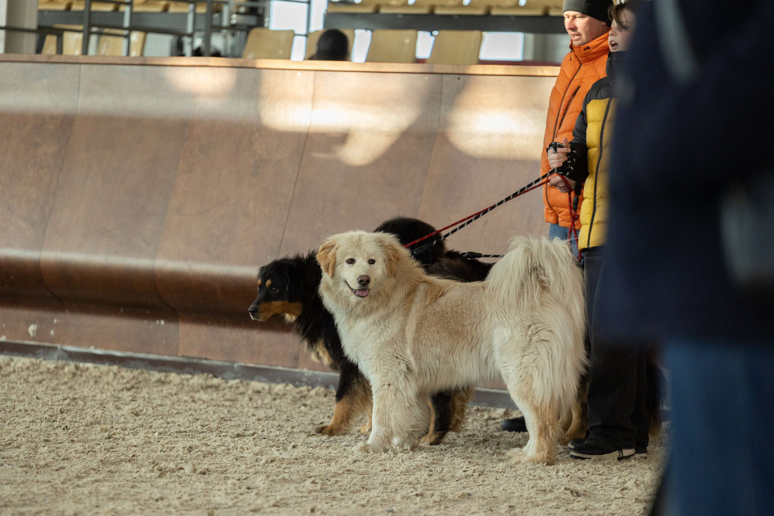 Моно Монгол Банхаров. Иркутск 2025. Фотограф-анималист|Иркутск