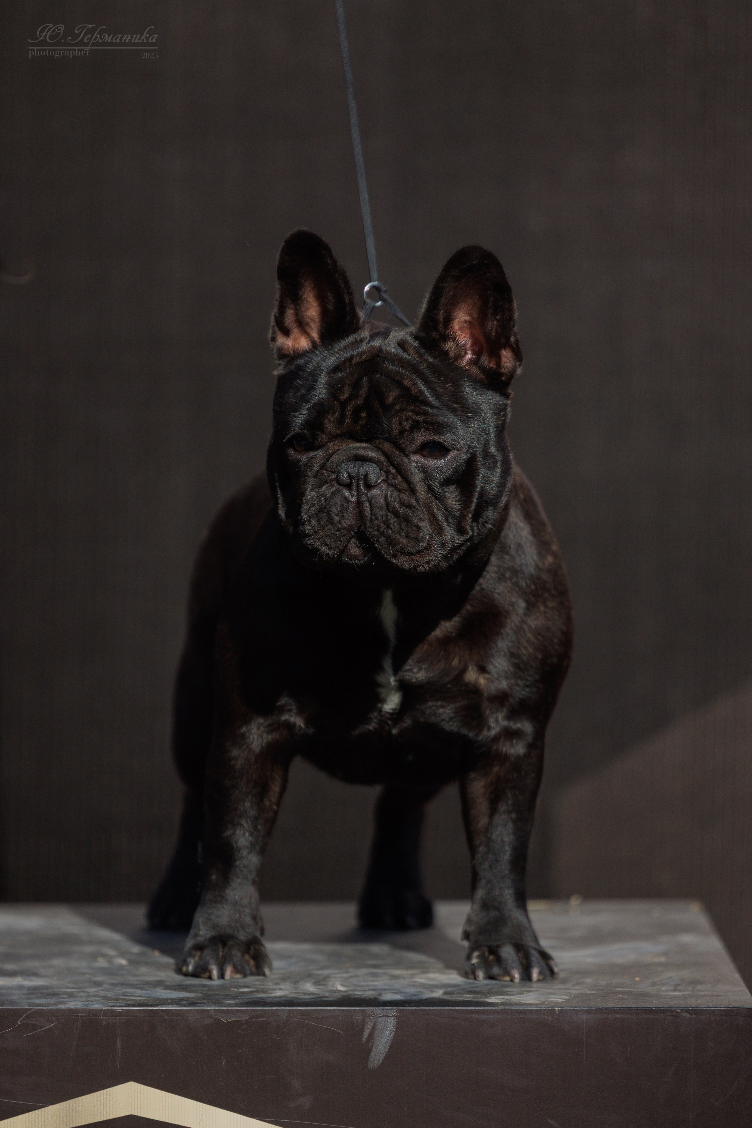 Ташкент 3хCACIB 3-5.10.2025. Фотограф-анималист Юлия Германика