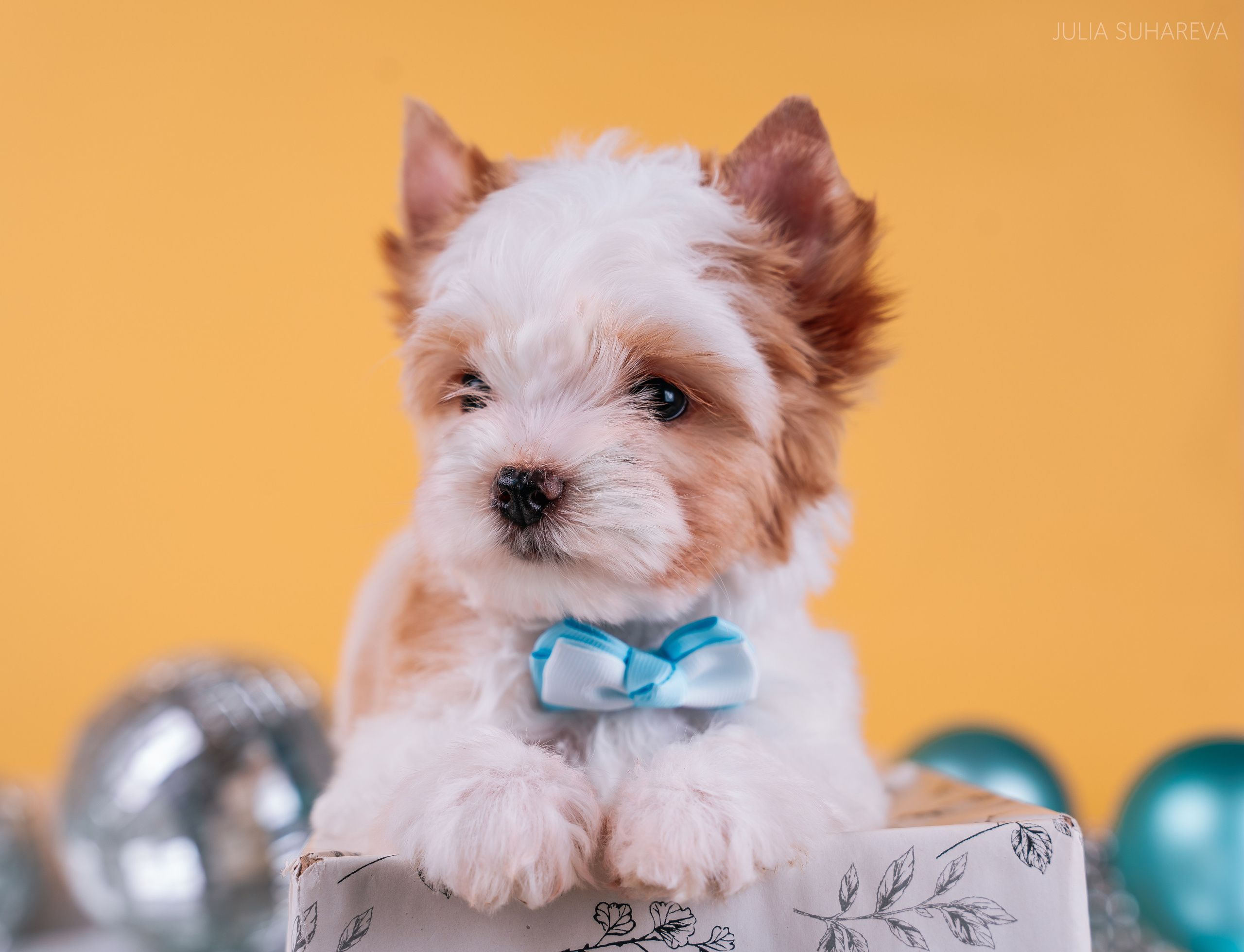 Йоркширский терьер (домашняя съемка). Главная