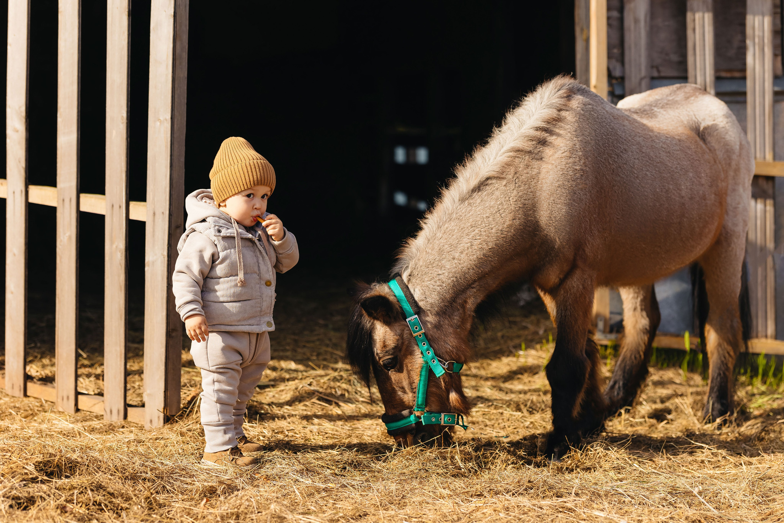 2024.10.02 Илья и лошадка. Ирина Бешляга. Фотограф в Москве и по всей России