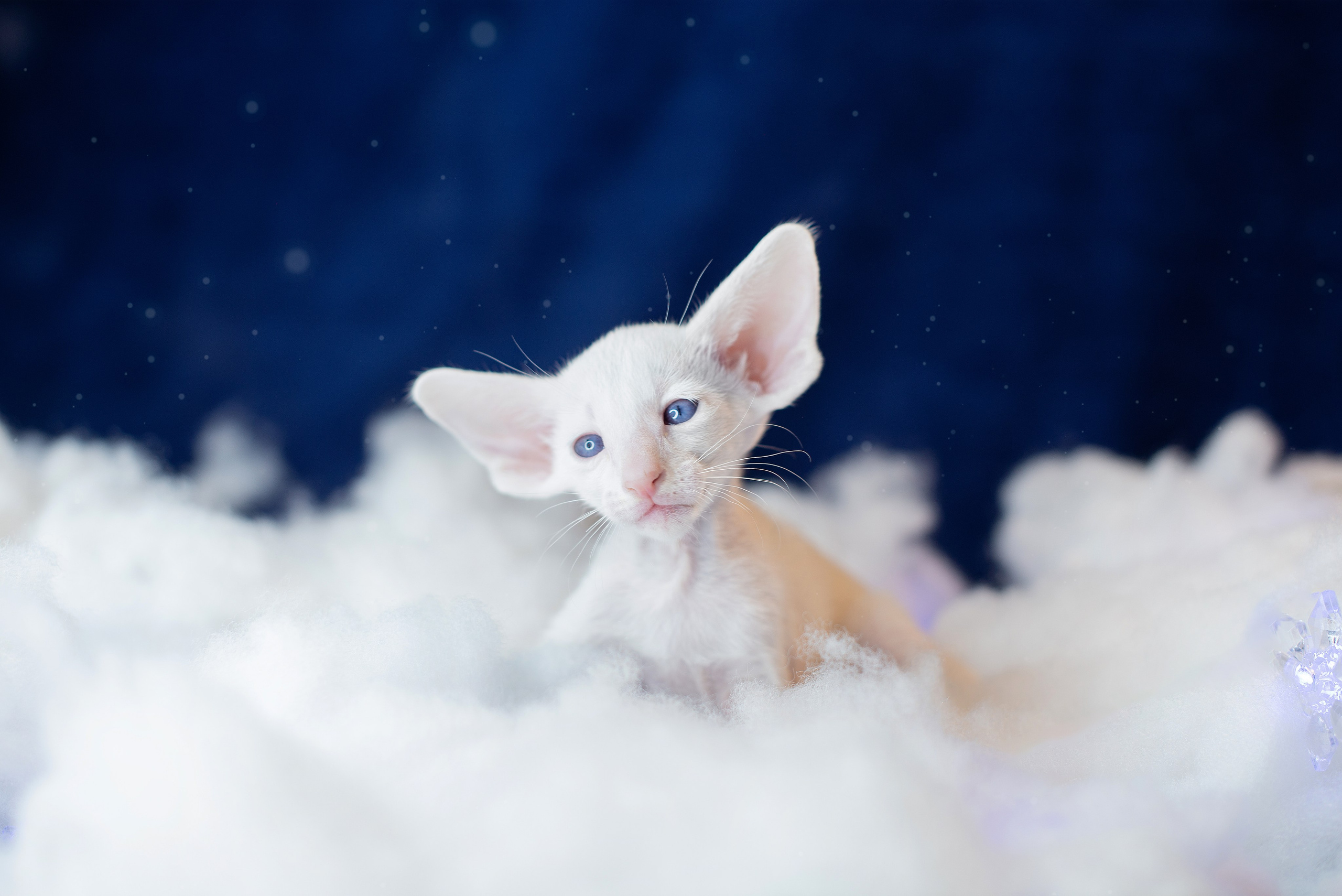 Заводчик Юлия Панова. Творческий фотограф Вологда