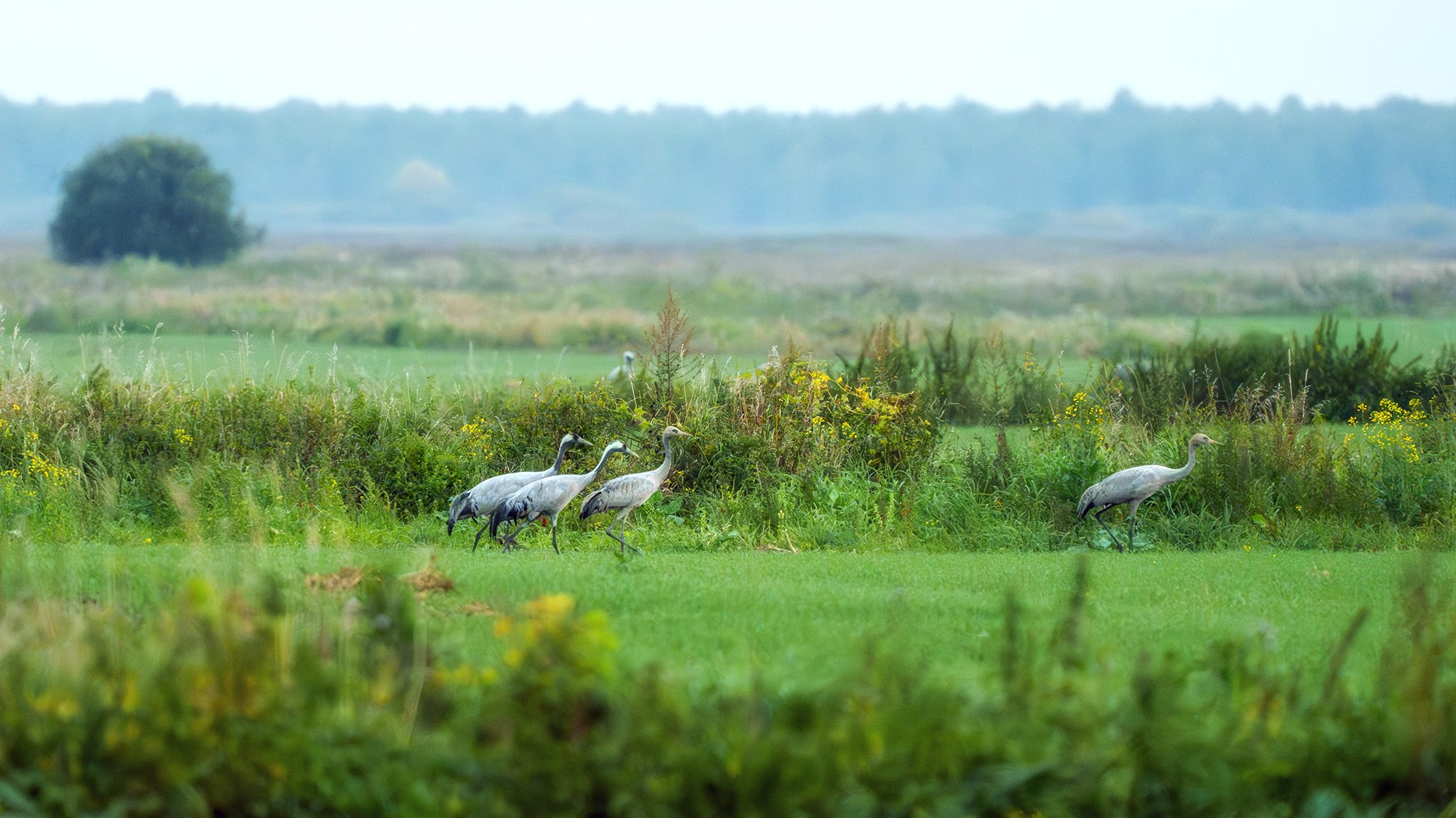 Удивительные мир птиц. Вокруг нас столько прекрасного — присмотритесь!. Ваш личный фотограф Марина Волкова