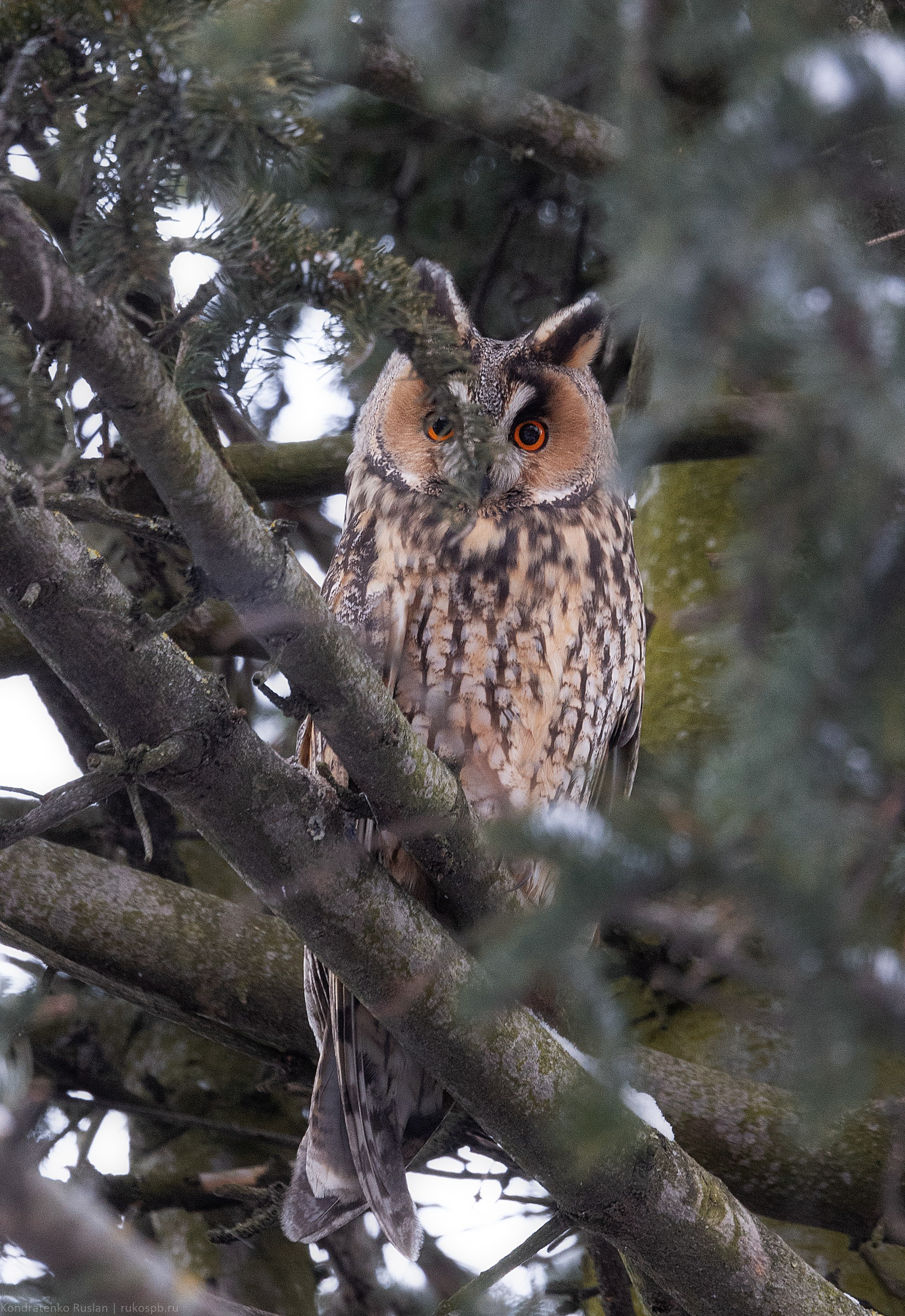 Ушастая сова. Архитектурный и пейзажный фотограф Кондратенко Руслан, Санкт-Петербург