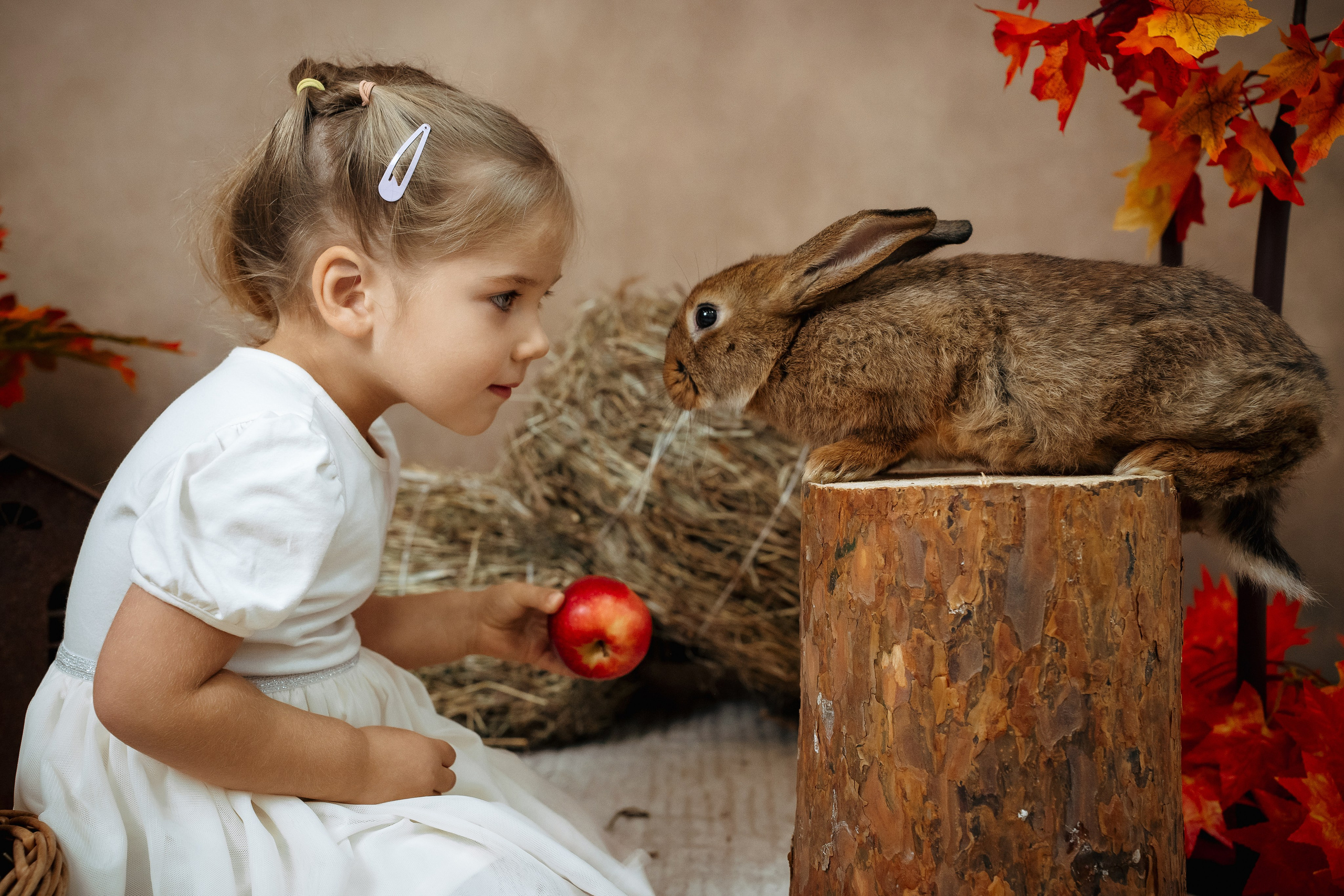 Ёжик. Фотограф Казакова Анастасия