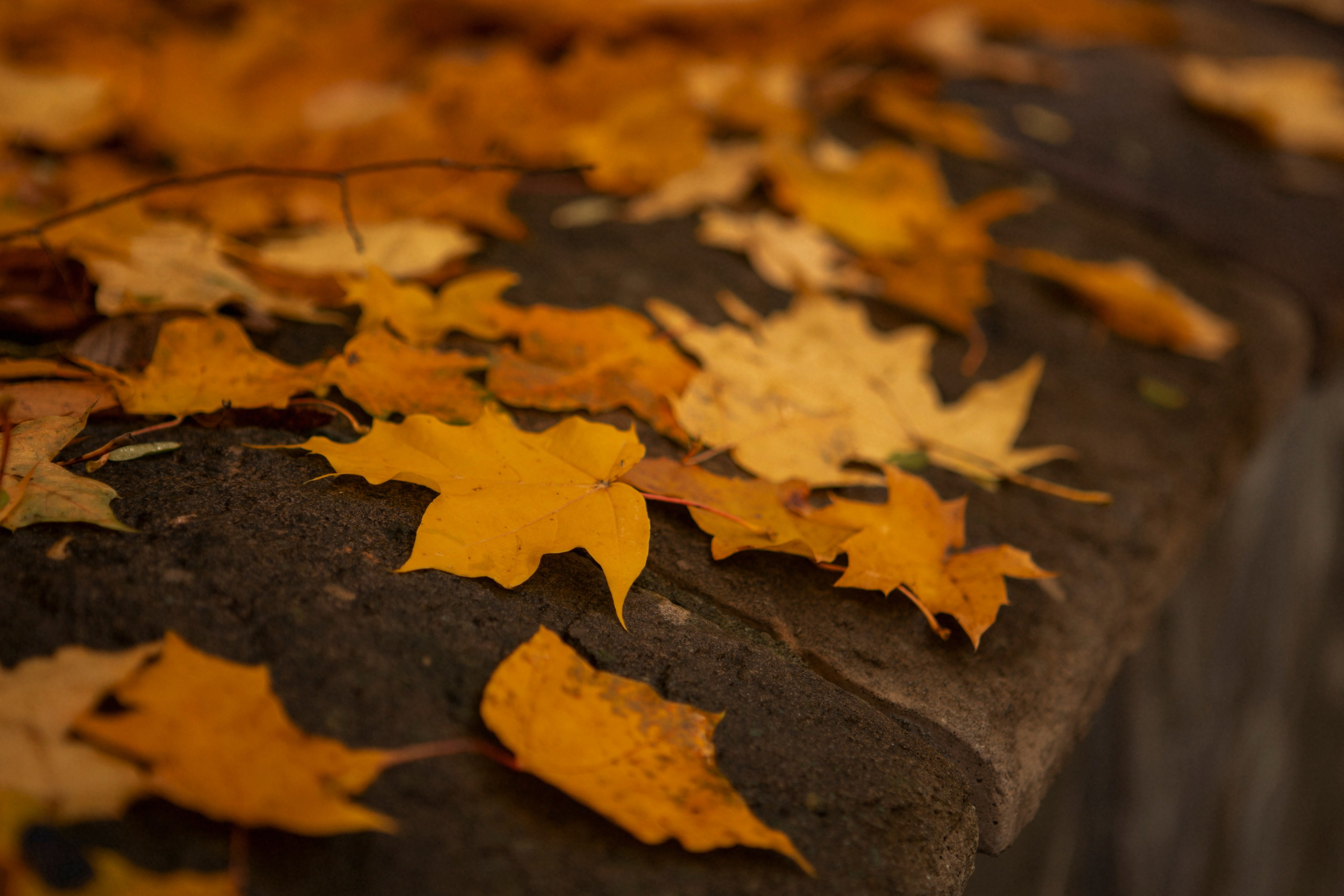 Семейная фотосессия в Плесе. Олеся Ефанова фотограф Иваново, Тейково и Плёс