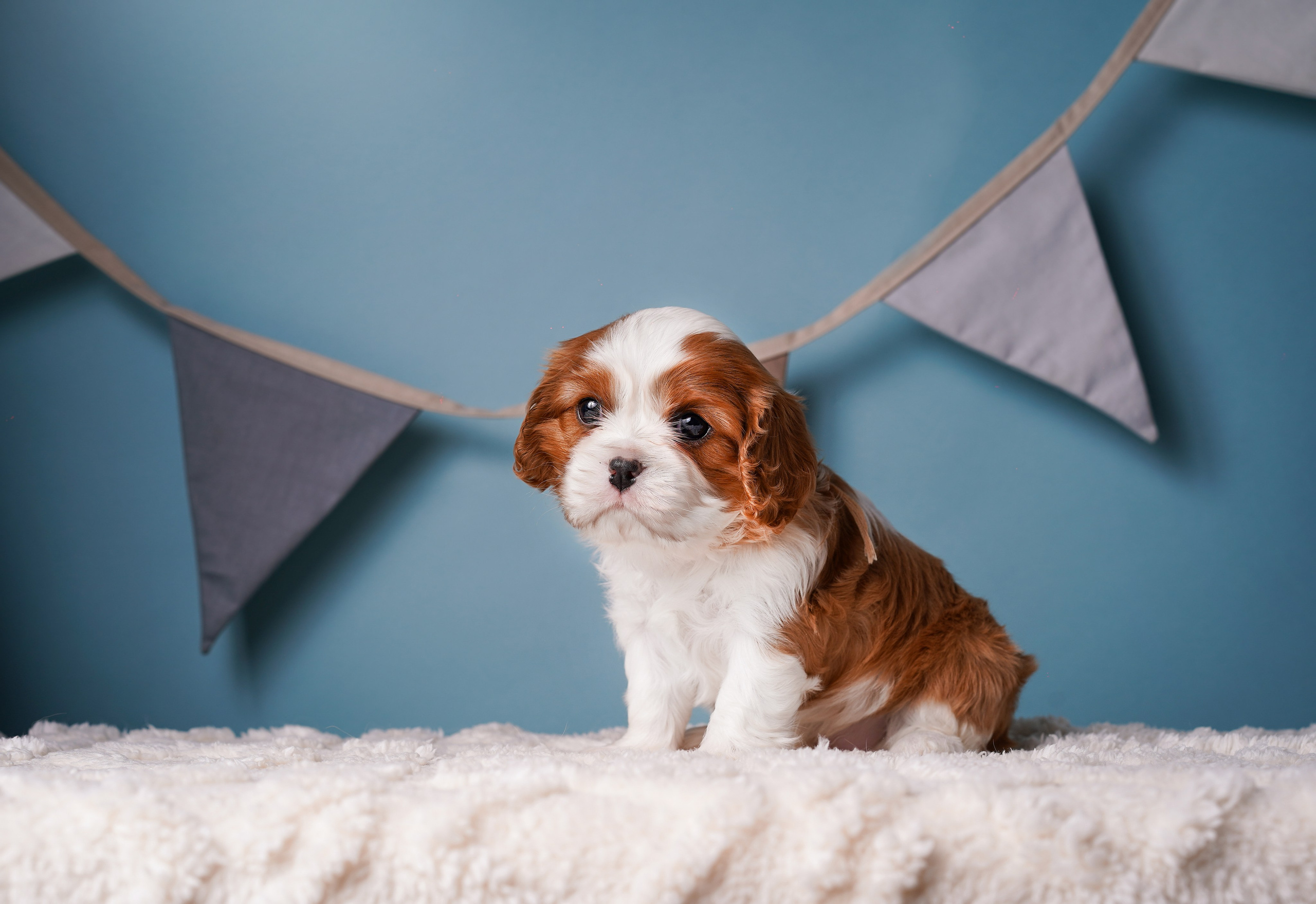 Щенки кавалера. Фотограф-анималист в Санкт-Петербурге Яна Мартынова