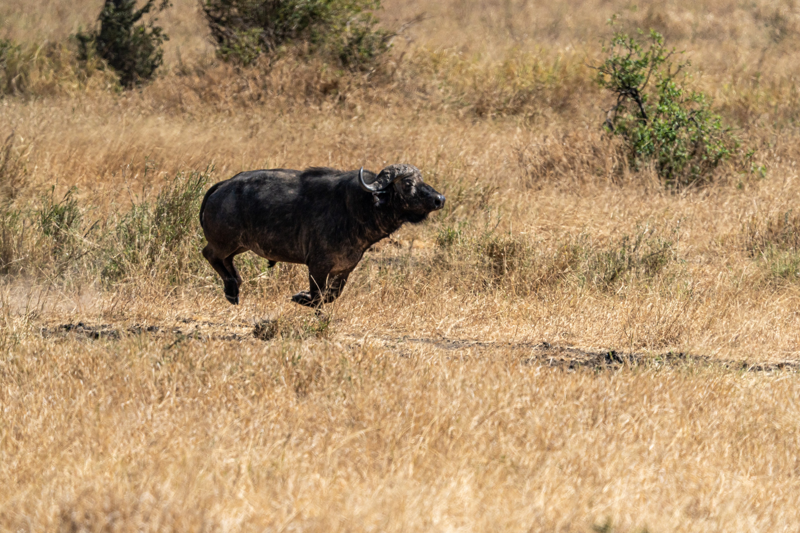 Танзания, сафари, 2025. Творческие сьемки