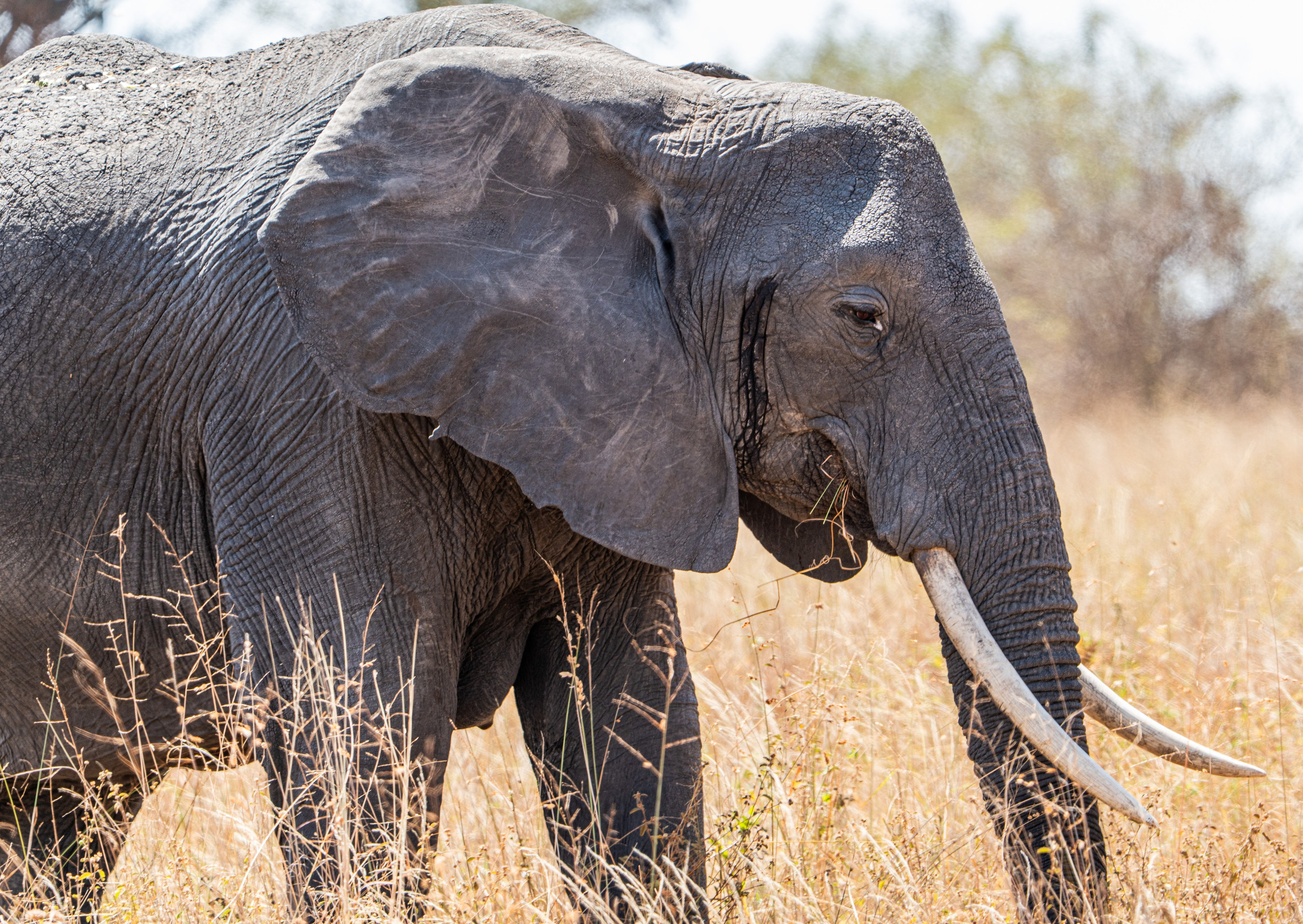 Танзания, сафари, 2025. Творческие сьемки