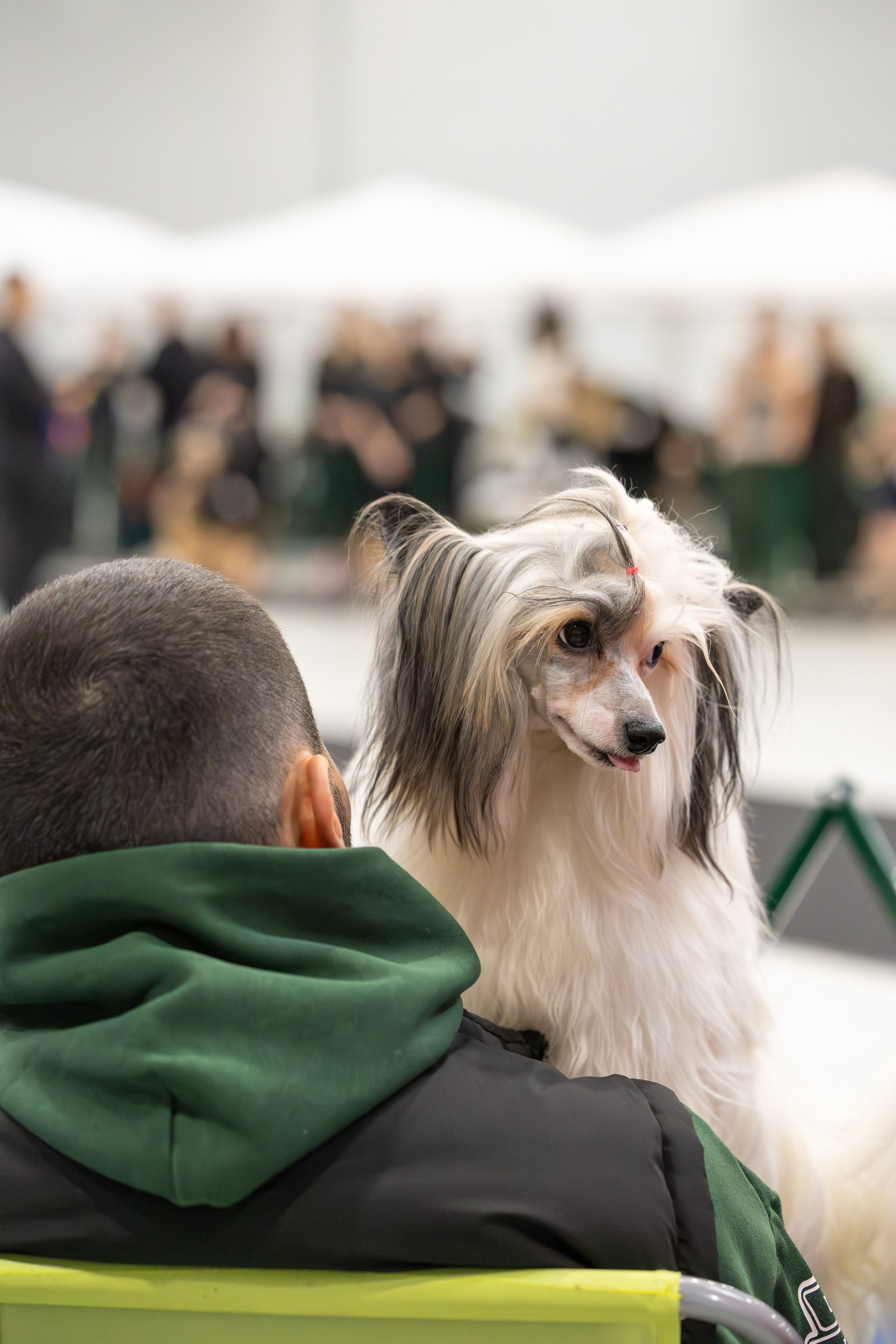 АВКС. Виктория Михайловская. Фотограф-анималист. Москва