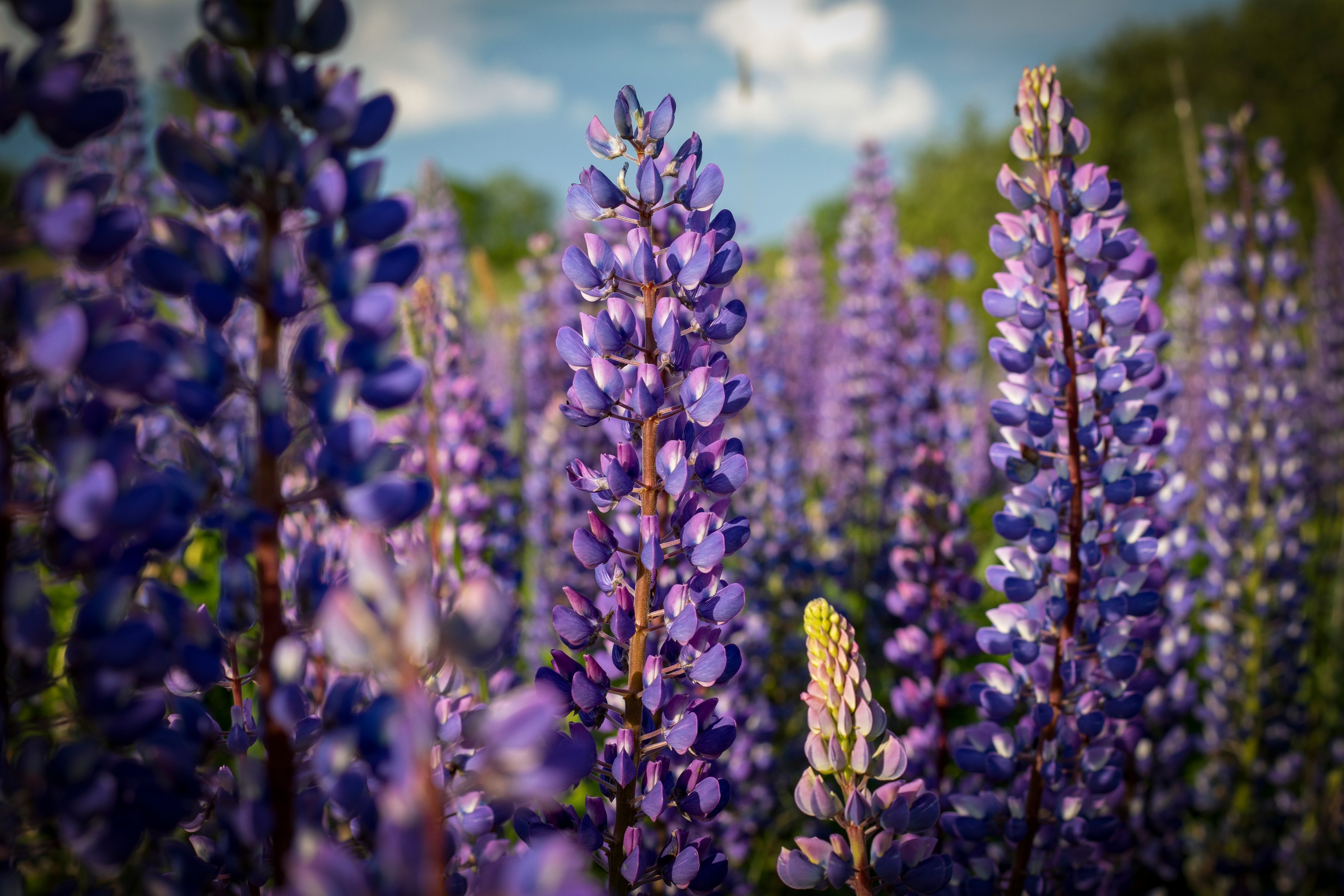 На досуге. Фотограф в Вязьме