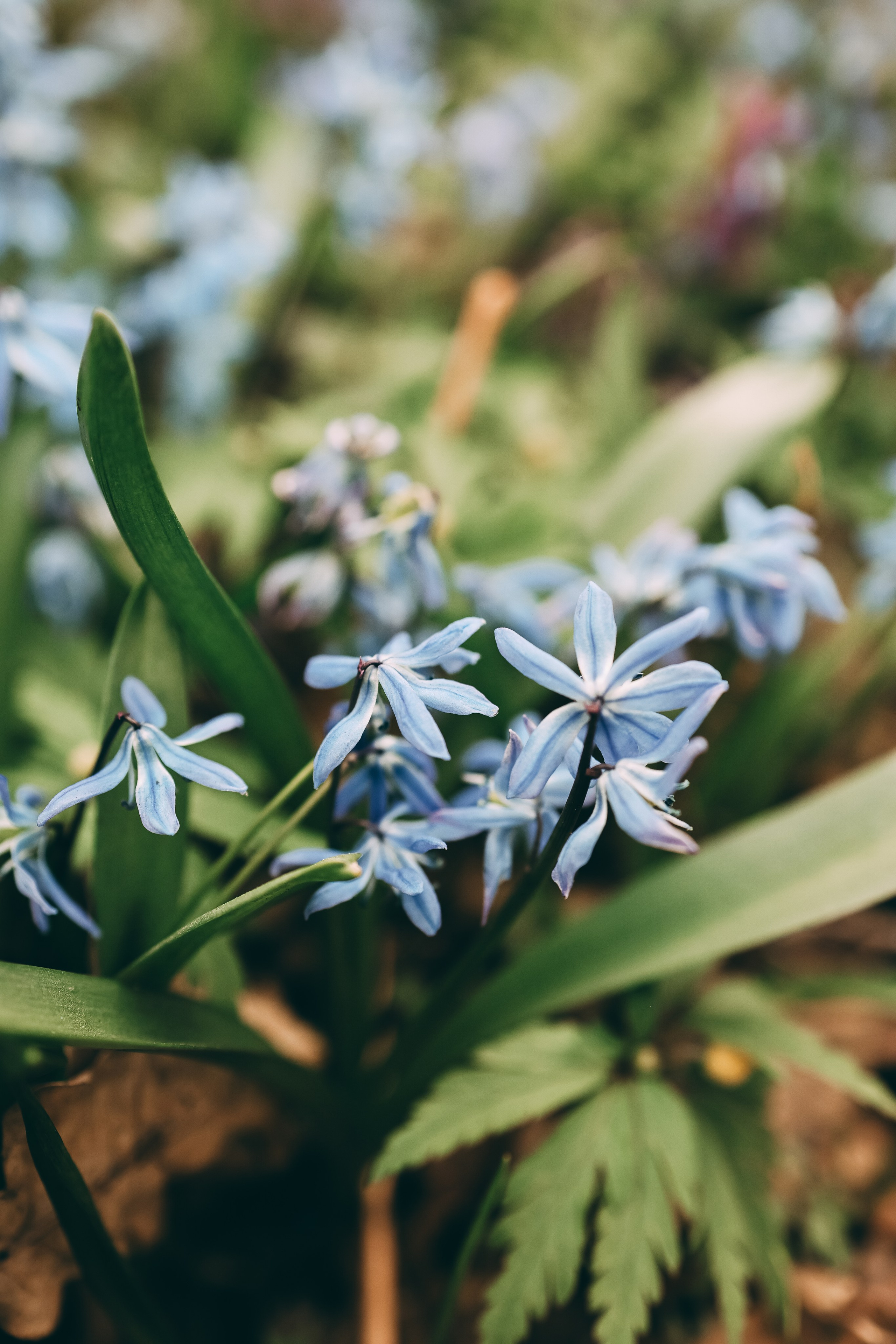 Маргарита, Василиса и Сергей. Свадебный и семейный фотограф в Воронеже Ксения Воротникова