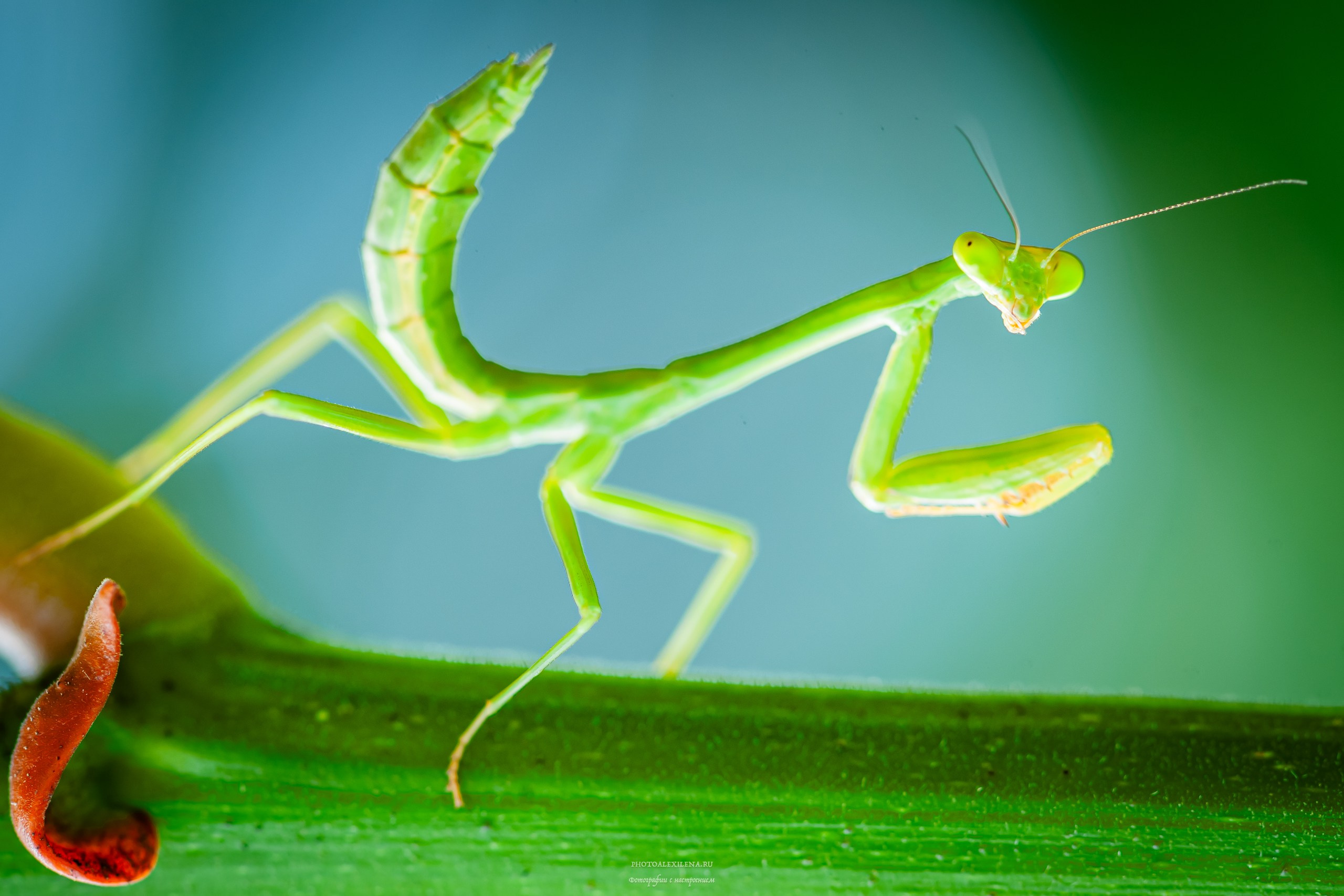 Все оттенки зелёного. Авторские стильные фотокартины