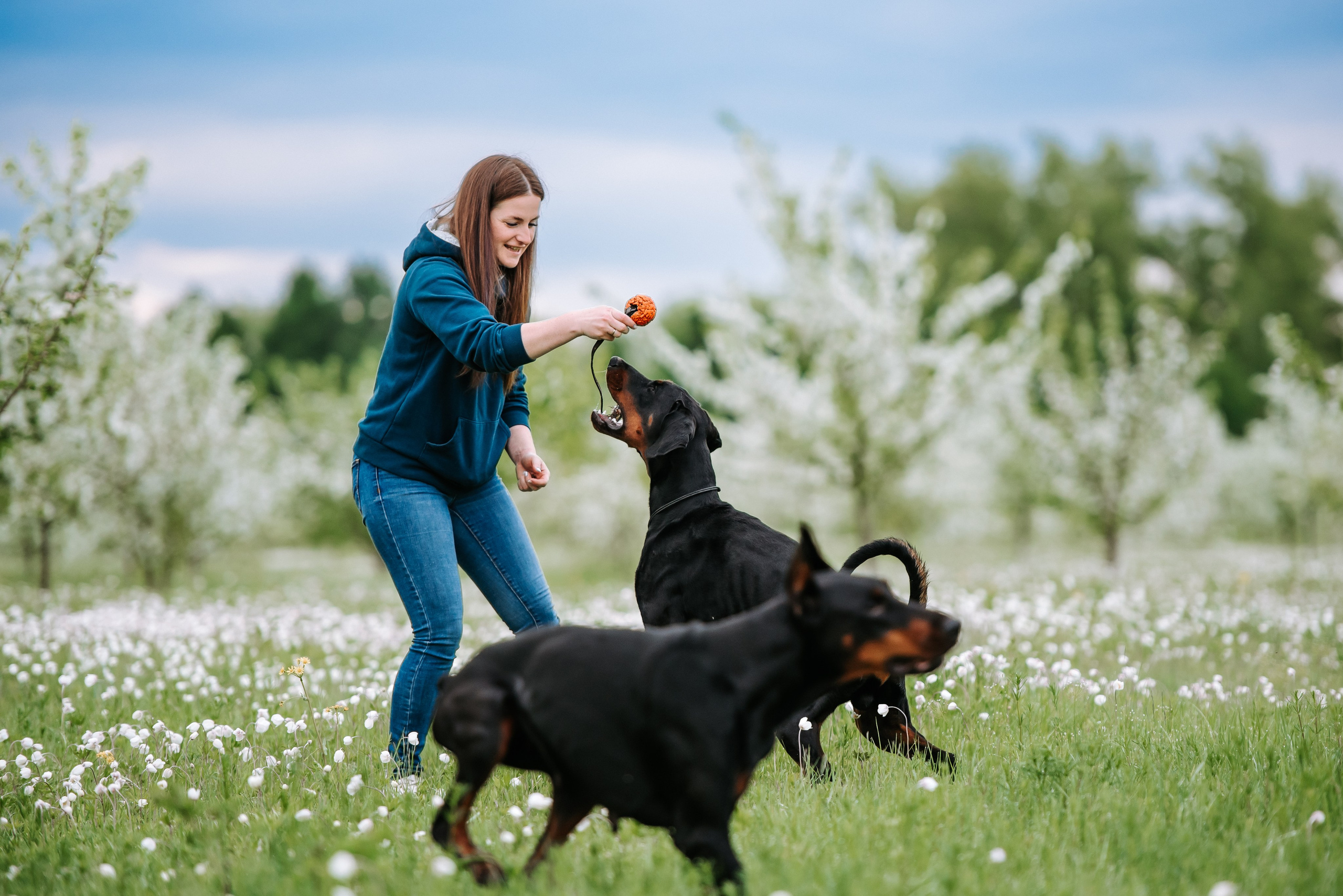 Цветение с доберманами. Фотограф Диана Оленина Красноярск / Братск