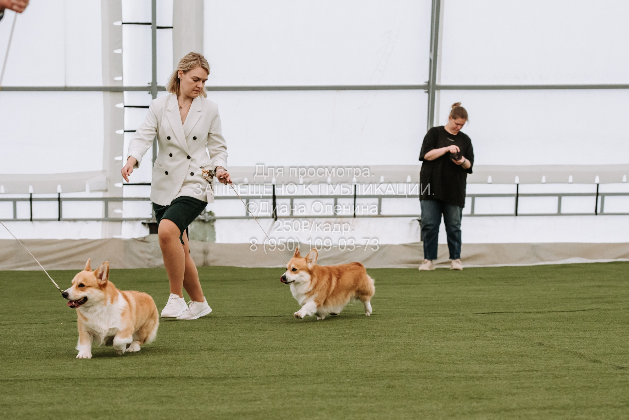 Выставка собак Красноярск 2.06. Фотограф Диана Оленина Красноярск / Братск