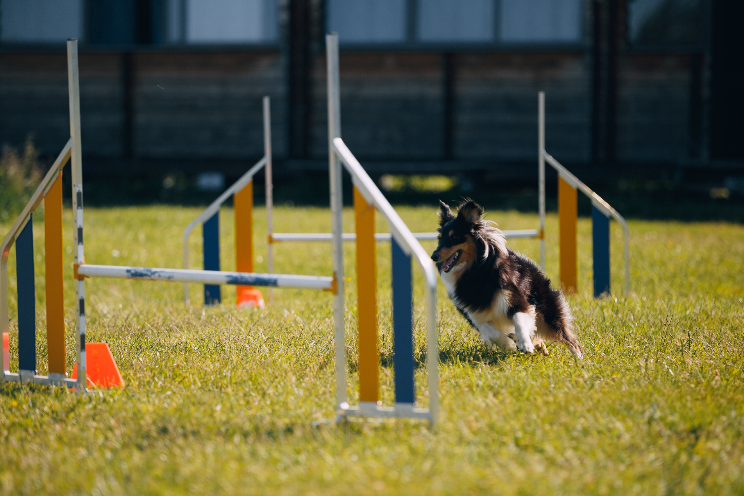 Кинологический лагерь в Горыныче. Фотограф анималист Кристина Карпова, Москва