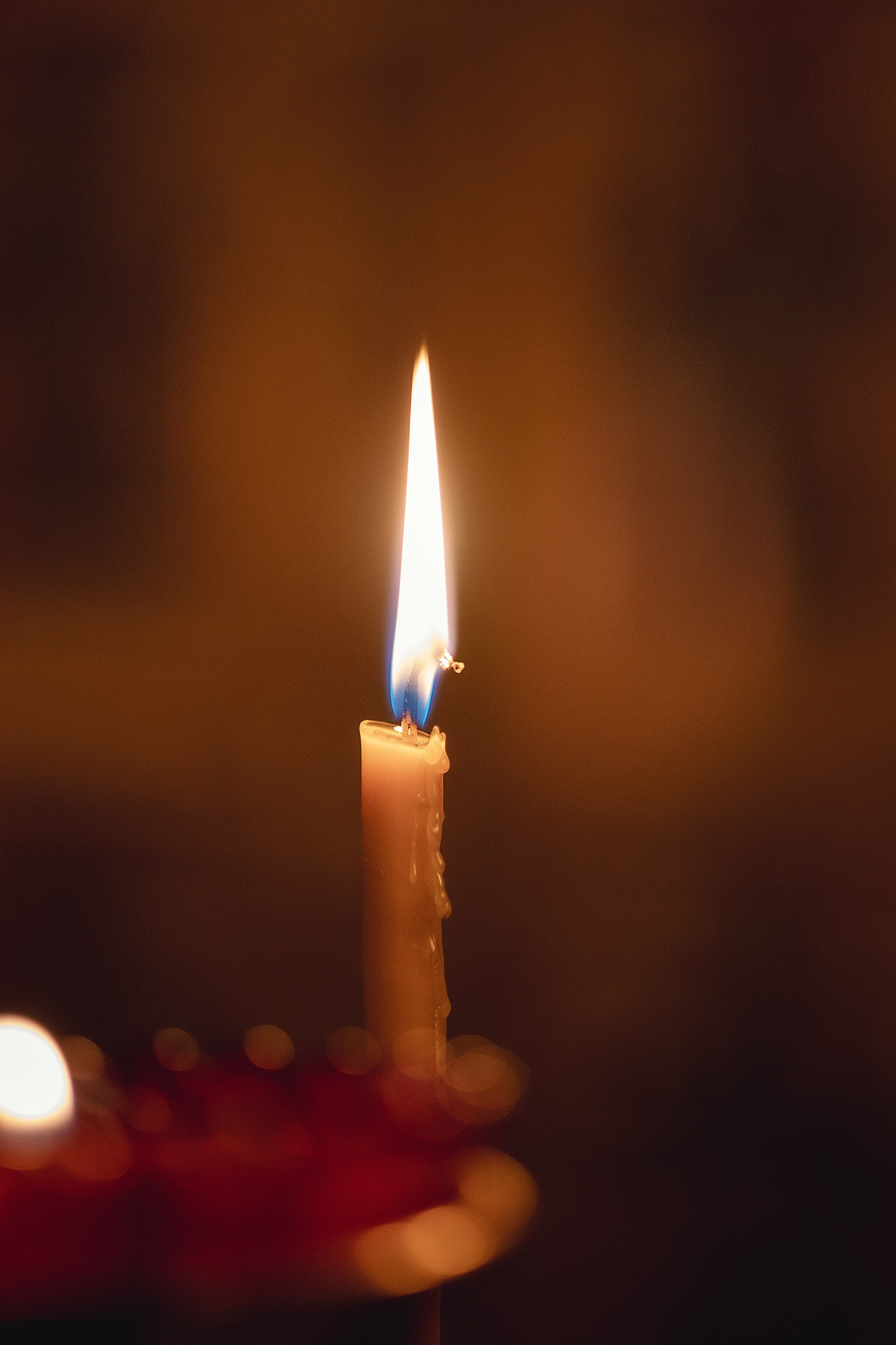 Венчание. Фотограф анималист в Москве Майорова Евгения